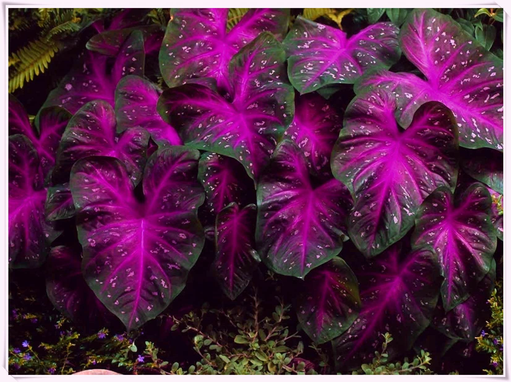 Elephant Ear Bulbs - 2 Pack Perennial Plants for Year-Round Growth in Pots | Indoor/Outdoor Garden Decor & Unique Plant Gifts for Home, Office, or Patio