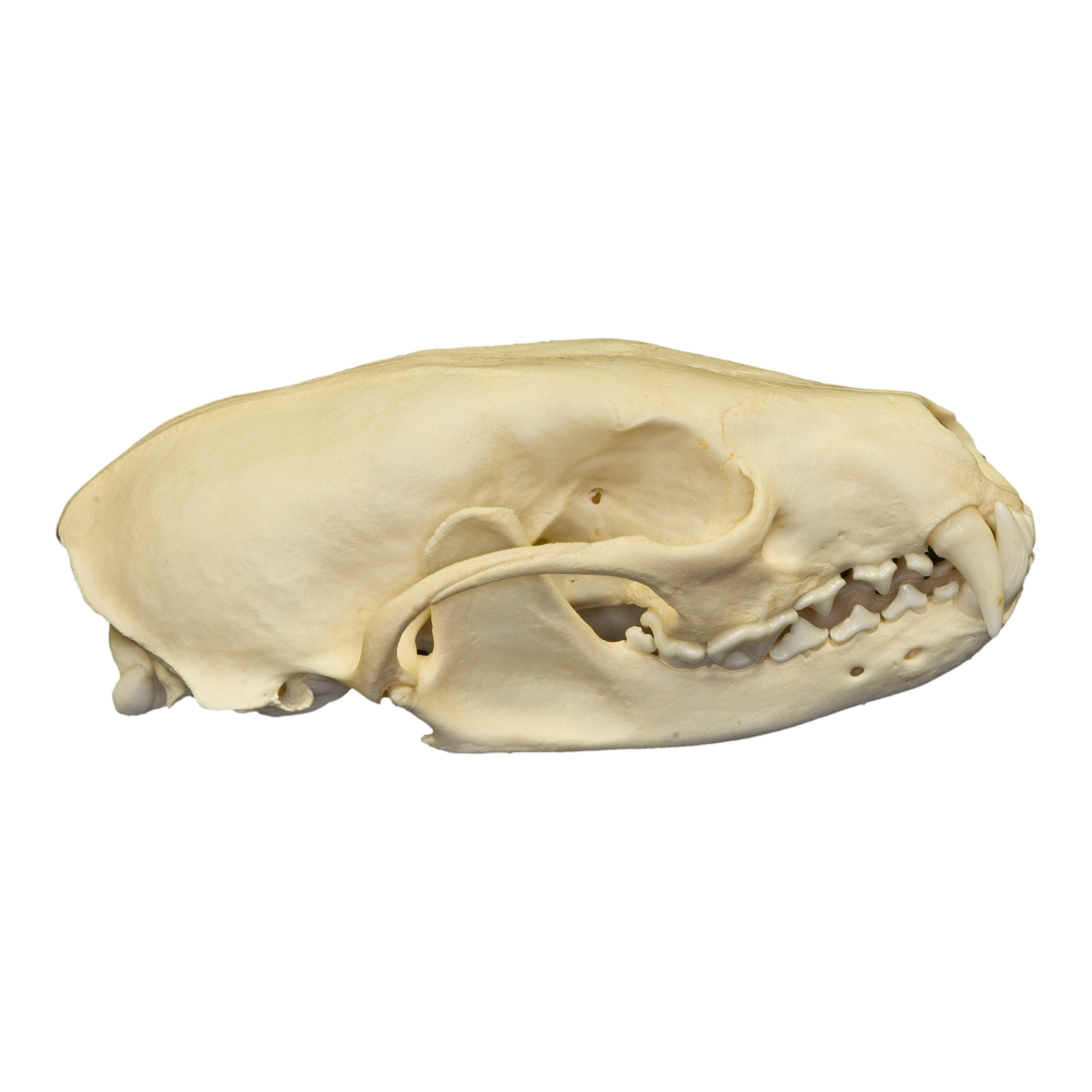 Authentic Realistic Fisher Skull Replica - Perfect for Halloween Decor, Taxidermy Displays, and Educational Science Projects