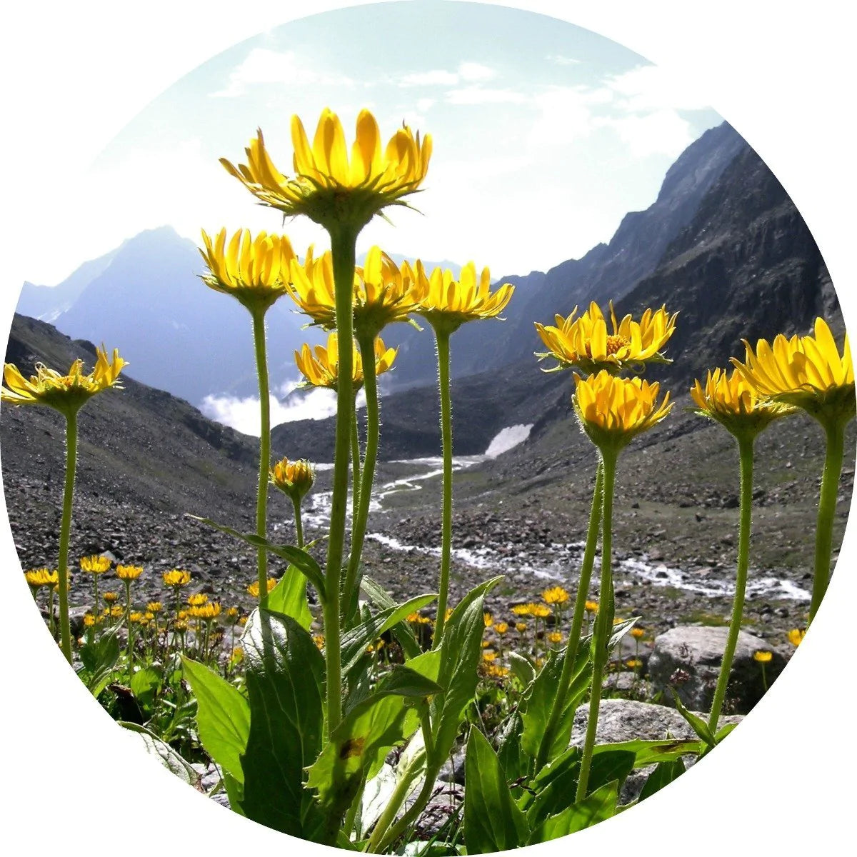 Pure Arnica Flower Carrier Oil for Pain Relief & Skin Care - Perfect for Massage, Aromatherapy & DIY Beauty Products