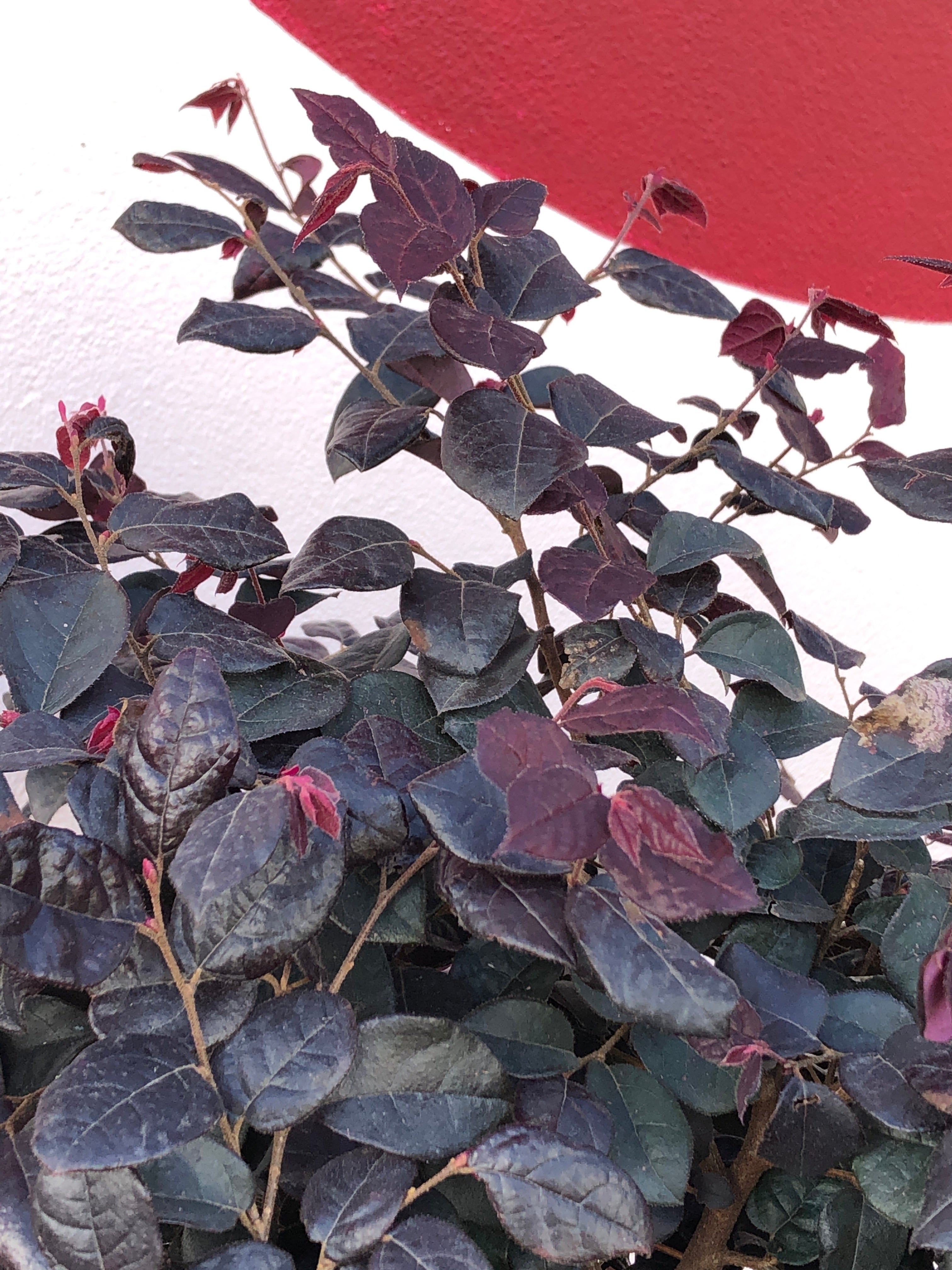 Loropetalum 'Plum Gorgeous' - Purple Fringe Flower Bush for Landscaping | Drought-Tolerant Evergreen Shrub for Gardens, Borders & Containers