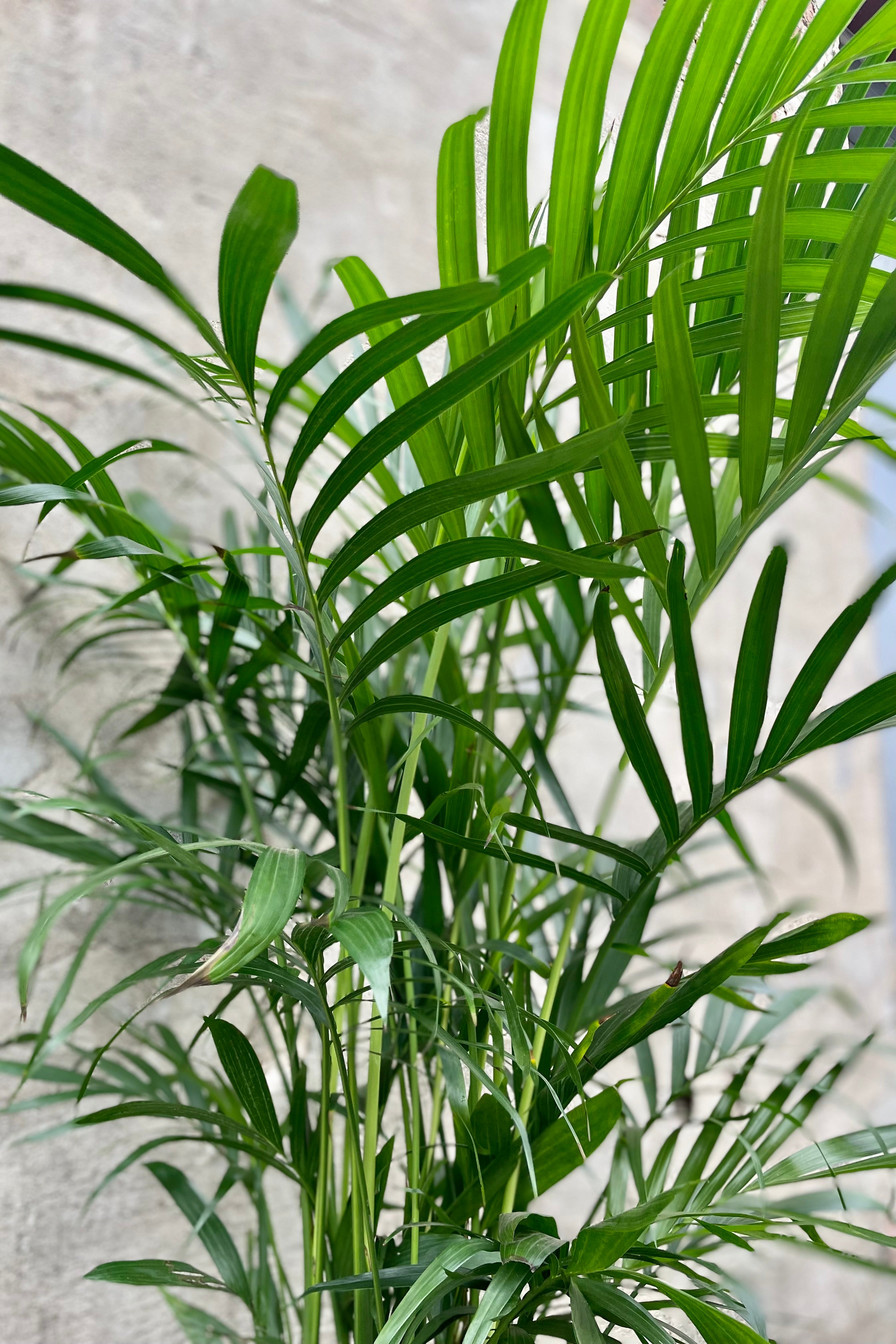Chamaedorea Cataractarum (Cat Palm) - 10 Inch Indoor House Plant for Home & Office Decor | Perfect for Living Rooms, Bedrooms, and Workspaces