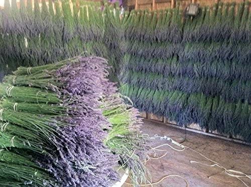 Findlavender 100% Natural Dried Lavender Bundles (14