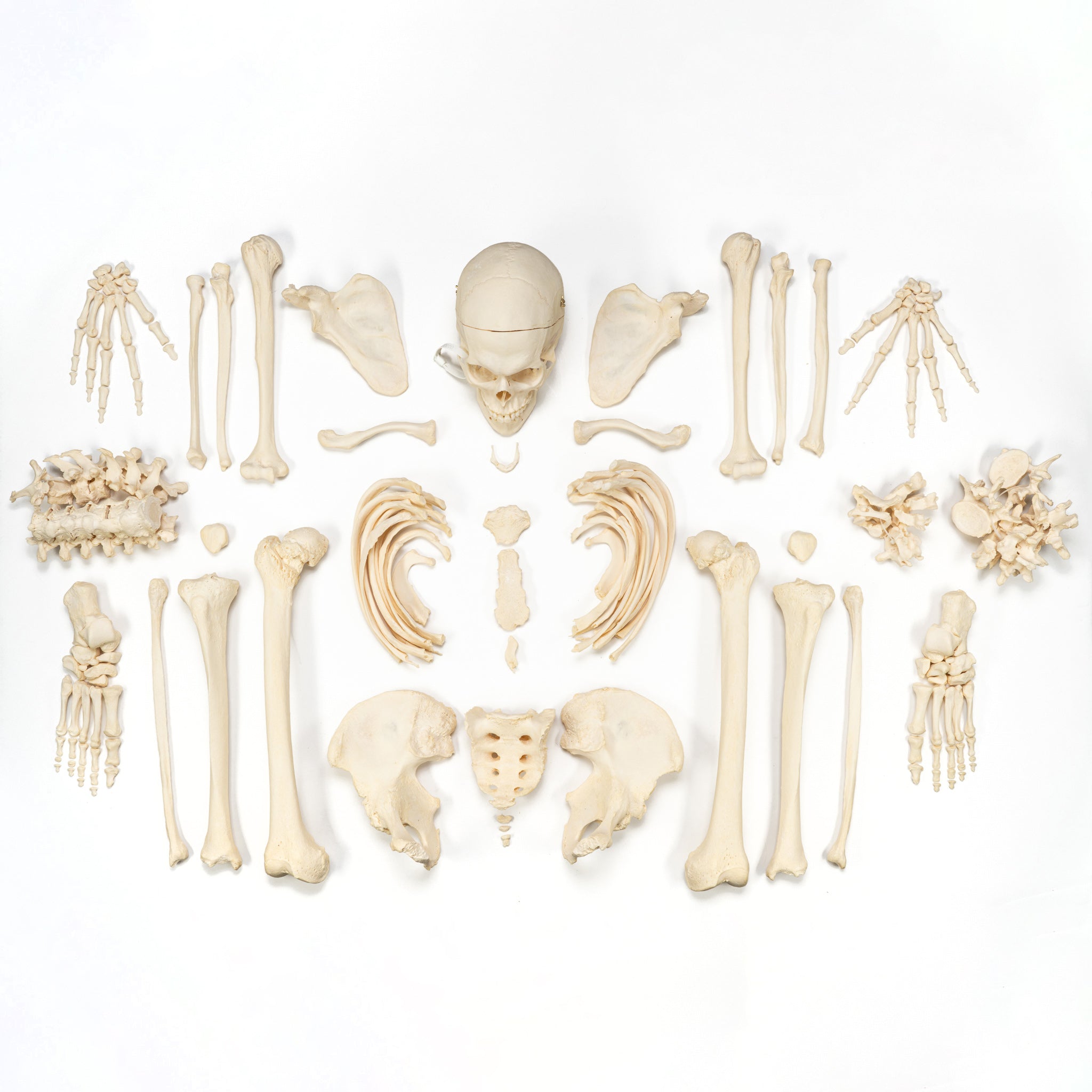 High-Quality Disarticulated Human Skeleton Model for Medical Education & Research - Perfect for Anatomy Studies, Classroom Demonstrations, and Scientific Research