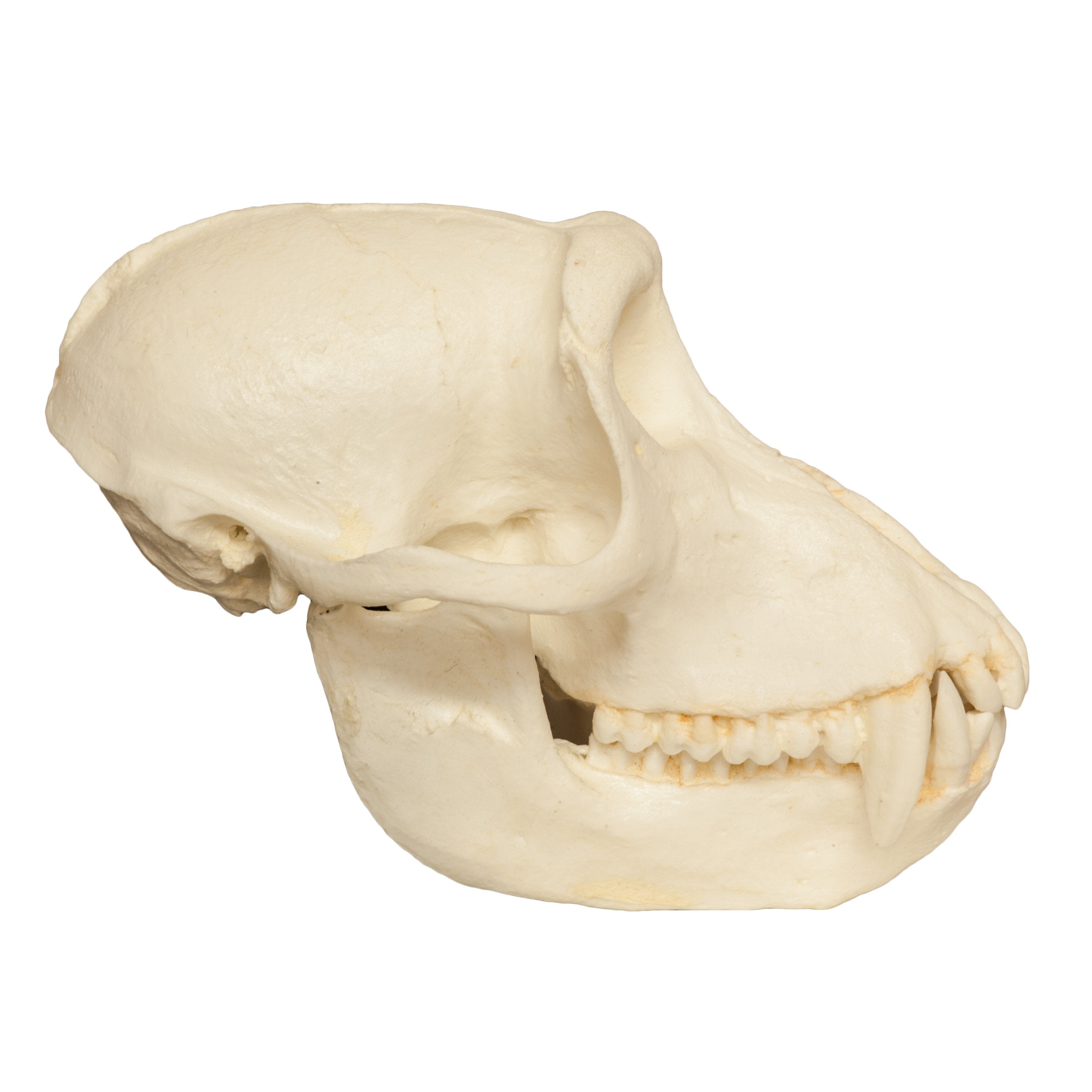 Authentic Replica Crab-Eating Monkey Skull - Detailed Collectible for Home Decor, Halloween Props, and Gothic Display