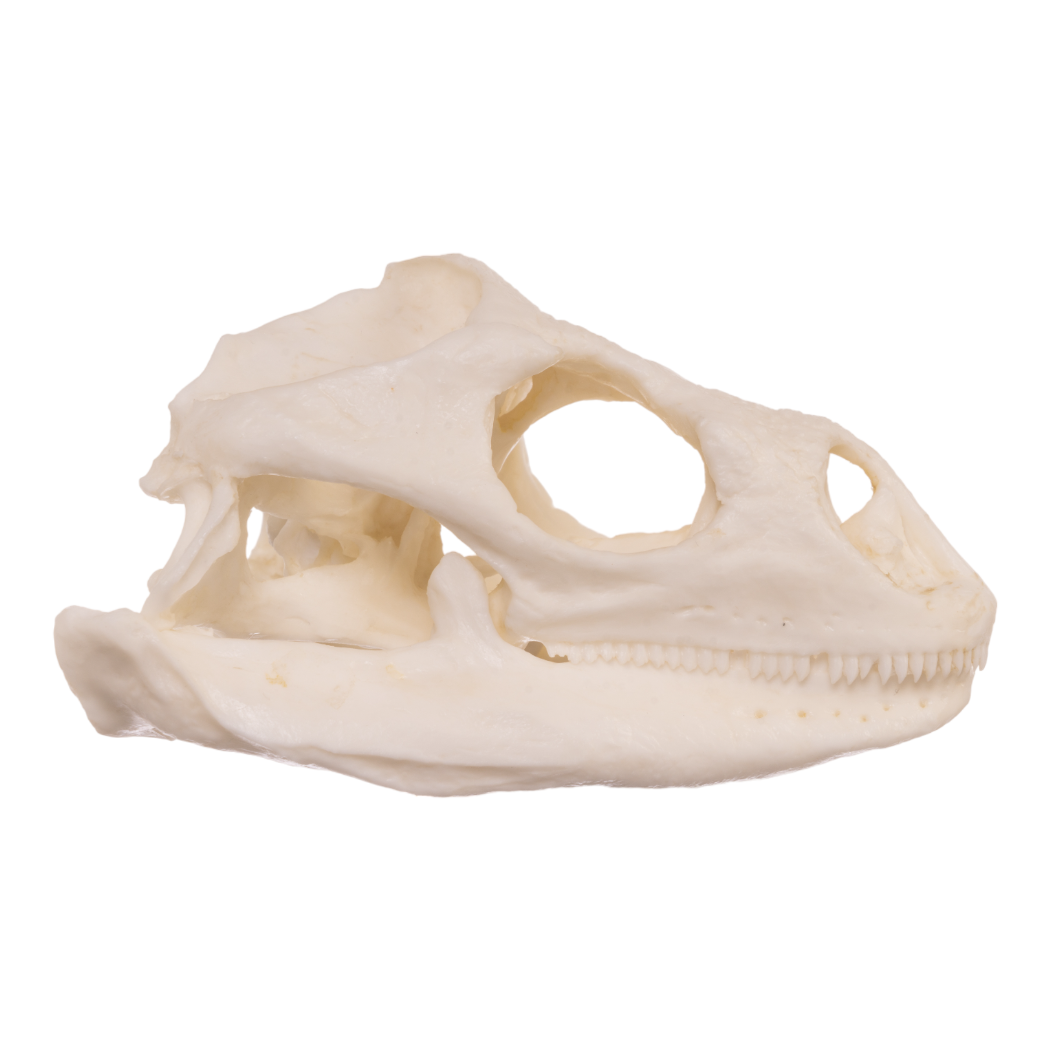 Authentic Replica Anegada Rock Iguana Skull - Lifelike Collectible Specimen for Science Education & Home Decor - Perfect for Biology Classrooms, Museum Displays & Gothic Home Decor