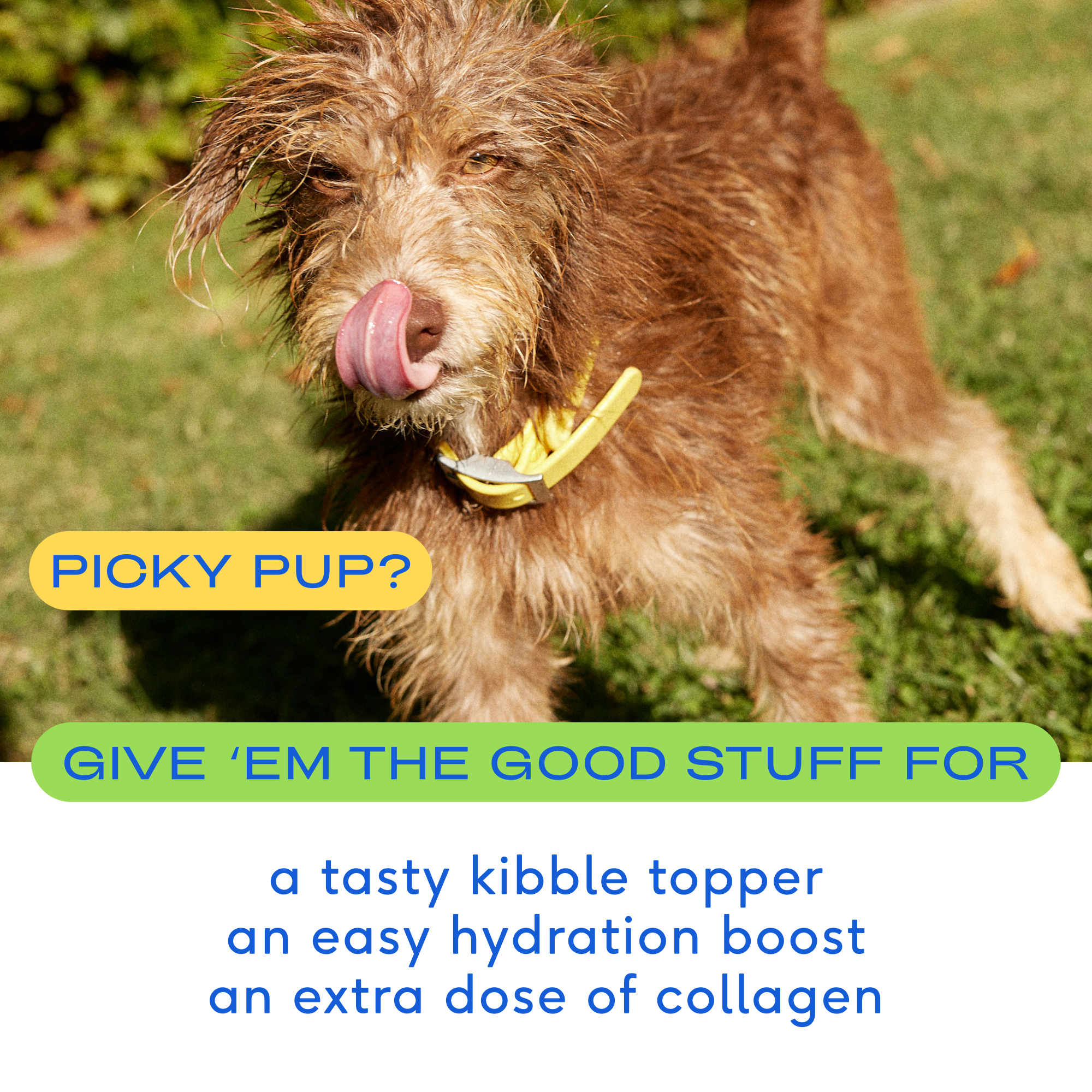 Premium Beef Bone Broth Topper for Dogs - High Protein Dog Food Supplement | Supports Joint Health & Digestion | Ideal for Senior Dogs & Puppies | Perfect for Meal Topping, Kibble Enhancer & Training Treats