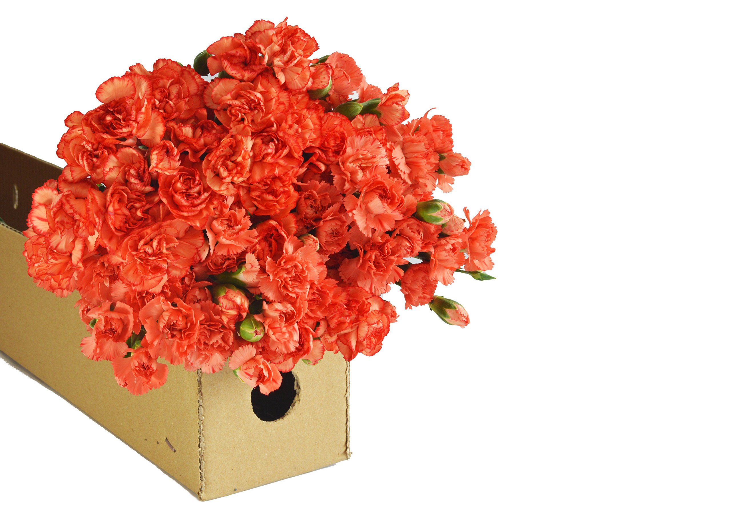 Bulk Farm-Fresh Mini Carnations - 100 Orange Mini Carnations Wholesale | Fresh Cut Flowers for Birthday, Anniversary, Valentine's Day & Mother's Day Gifts | Perfect for Wedding Centerpieces, Home Decor & Floral Arrangements