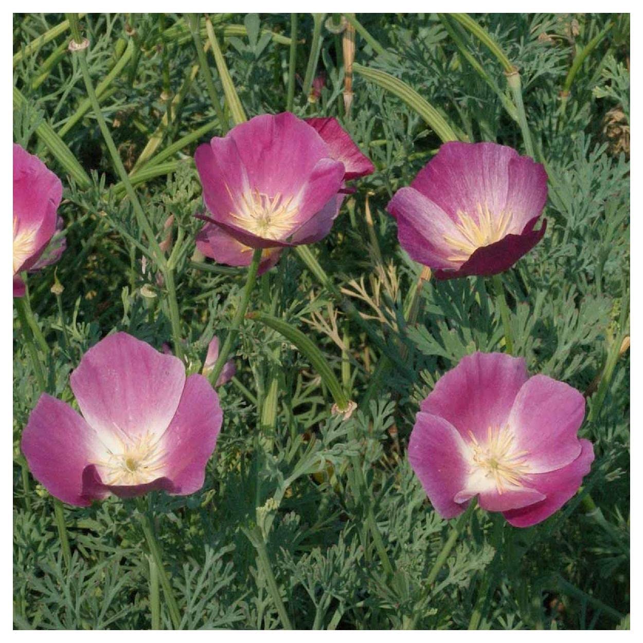 Everwilde Farms - 1/4 Lb Purple Gleam California Poppy Wildflower Seeds - Non-GMO, Heirloom, Gold Vault Packaging - Perfect for Garden Landscaping, Pollinator Gardens & Wildflower Meadows