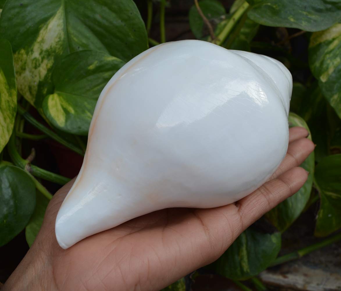 Authentic Pooja Shankha Conch Shell - Sacred Hindu Ritual Instrument for Prayer & Meditation | Perfect for Puja, Yoga & Spiritual Ceremonies