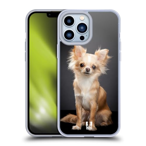 Sitting Chihuahua Dog