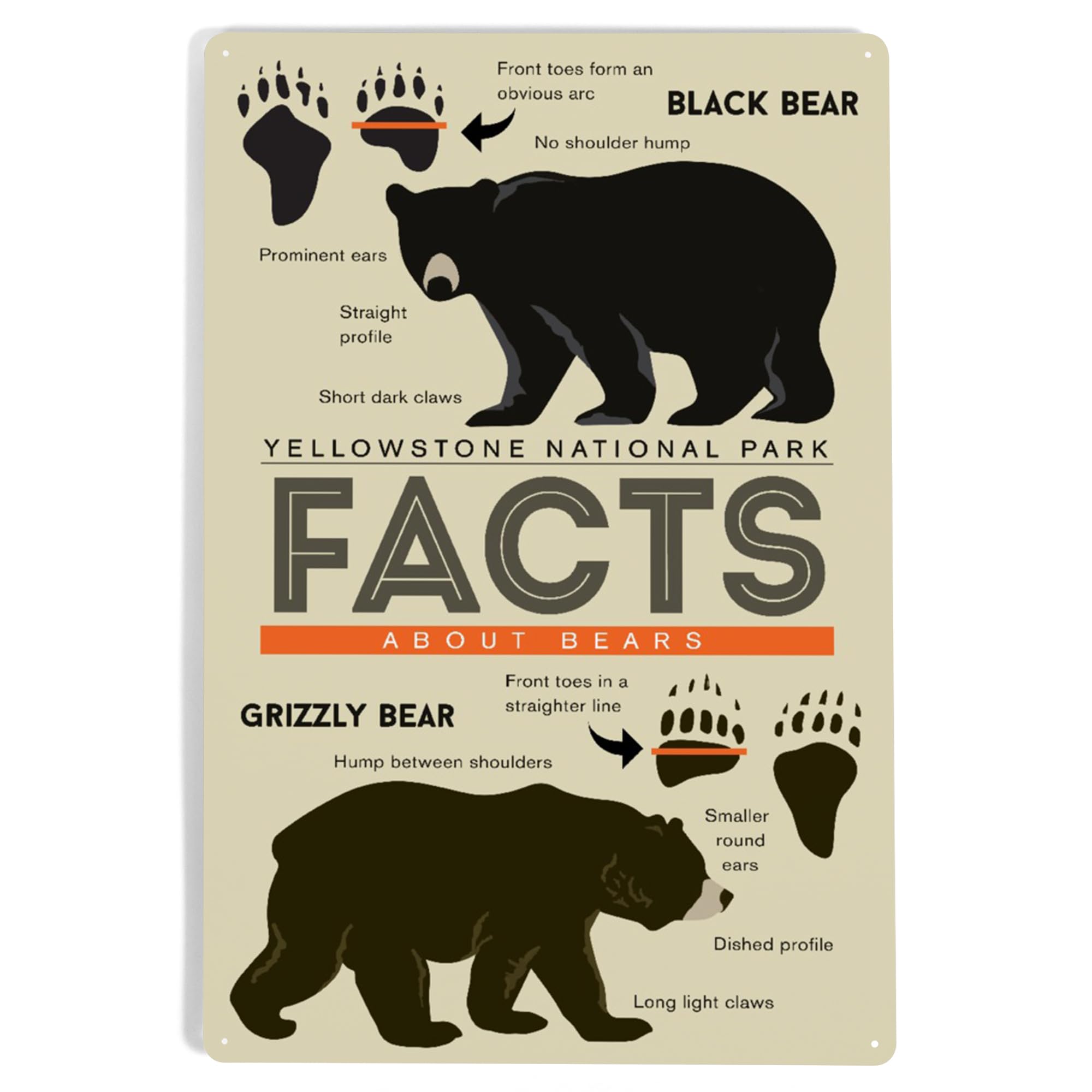 Lantern Press 12x18 Inch Yellowstone National Park Metal Sign - Wyoming Bear Facts Wall Decor for Grizzly & Black Bear Lovers - Perfect for Home, Office, or Cabin Decor