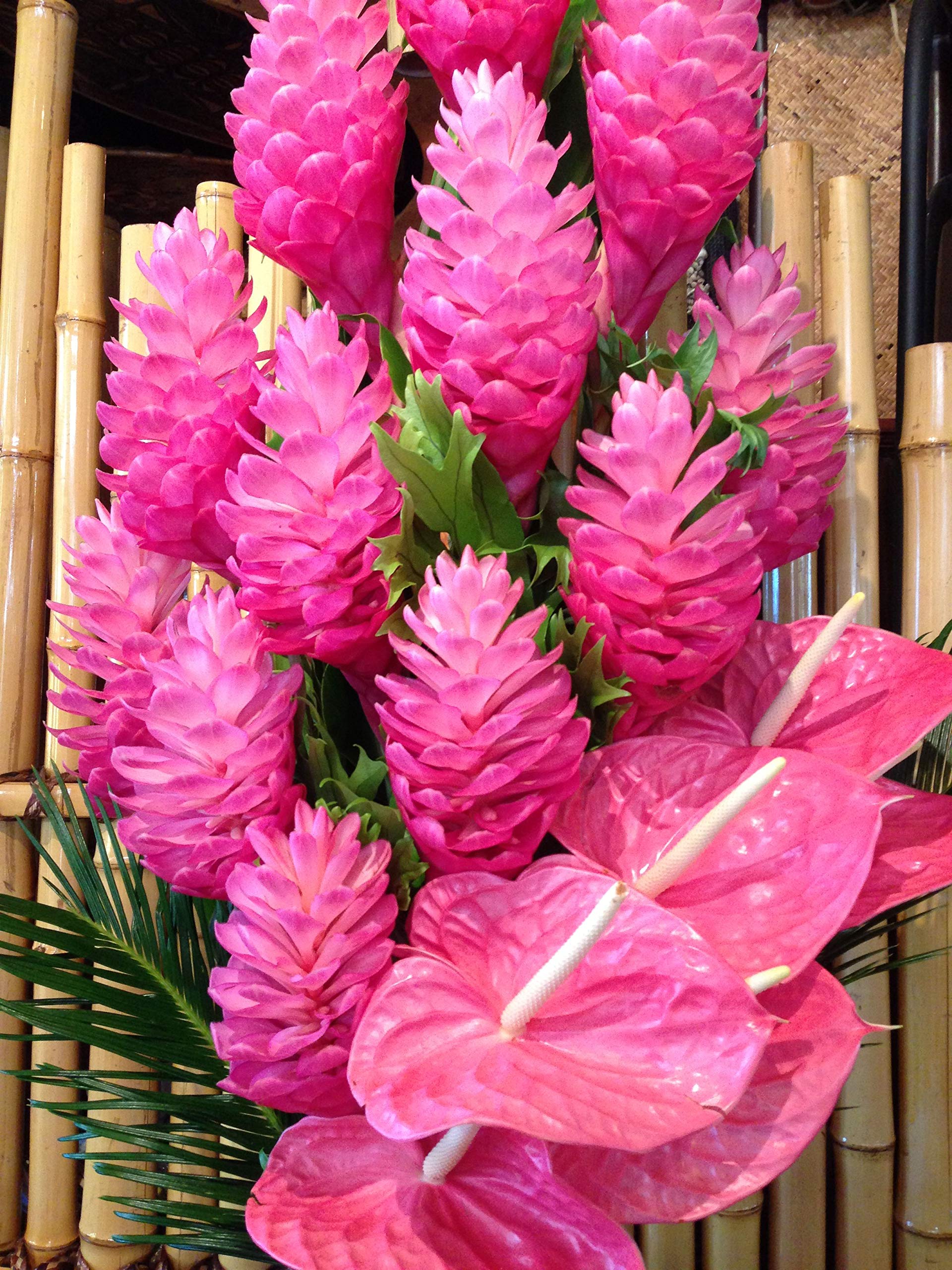 Pink Ginger Starter Plant 6-10