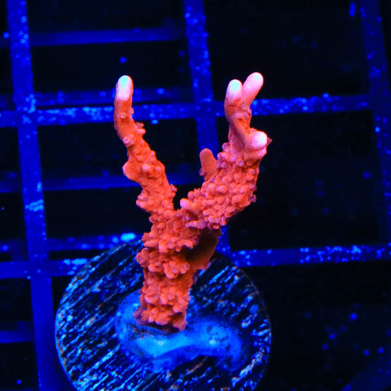ACI Manila Spy Montipora Coral for Saltwater Aquariums - Live Coral Frag for Reef Tanks, Nano Tanks & Marine Aquascaping