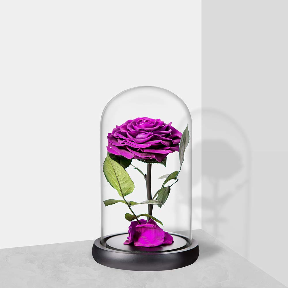 Handmade Real Preserved Purple Roses in Glass Dome - Never Wither Romantic Gift for Her, Mother's Day, Birthday, Anniversary - Perfect for Home Decor, Wedding Centerpieces & Special Occasions (9 inch, Purple)