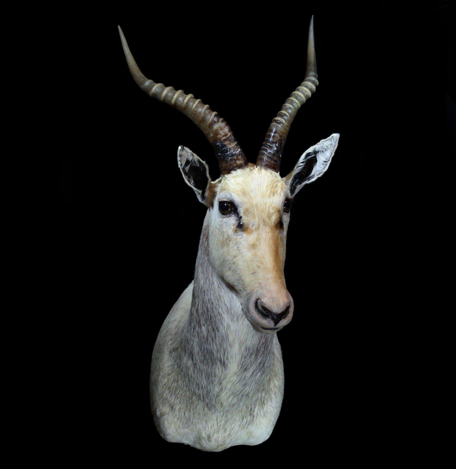 Premium White Blesbok Taxidermy Shoulder Mount - Realistic African Antelope Trophy for Hunting Lodge & Home Decor