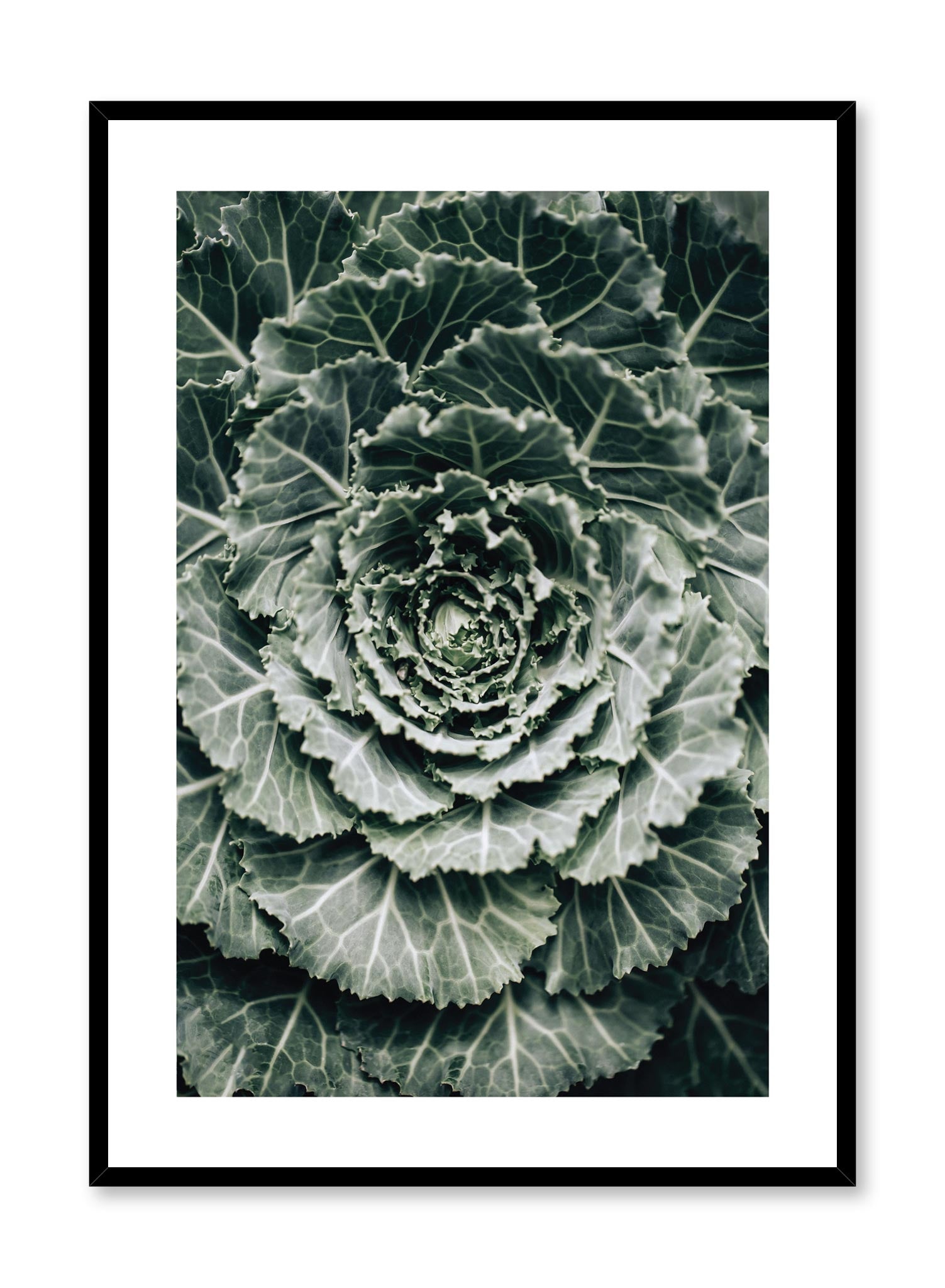 Ornamental Cabbage Poster - Decorative Cabbage Wall Art Print for Home & Office Decor - Perfect for Living Room, Bedroom, Kitchen & Garden Aesthetic