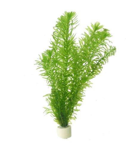 TCulture Egeria Densa (Hydrilla) Live Aquatic Plant for Aquarium - Oxygenating Pond Plant for Water Gardens & Fish Tanks - Easy to Grow Submerged Plant for Freshwater Aquascaping