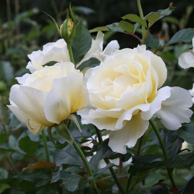 Heirloom Roses White Licorice™ Yellow Floribunda Rose Bush - Live Outdoor Planting, Fragrant Garden Flowers for Landscaping & Home Decor