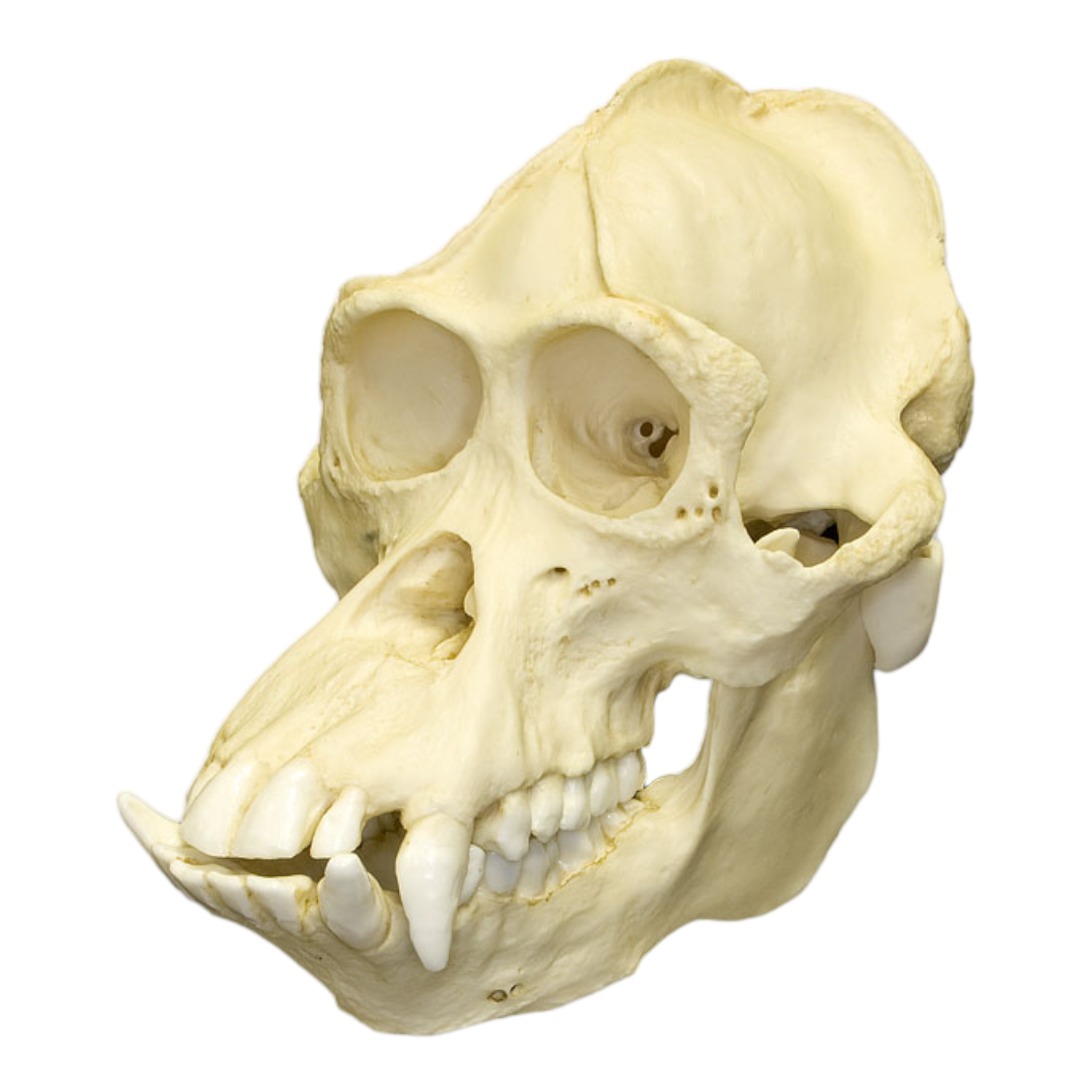 Authentic Replica Bornean Orangutan Skull - Male - Perfect for Science Classrooms, Biology Education & Natural History Collections