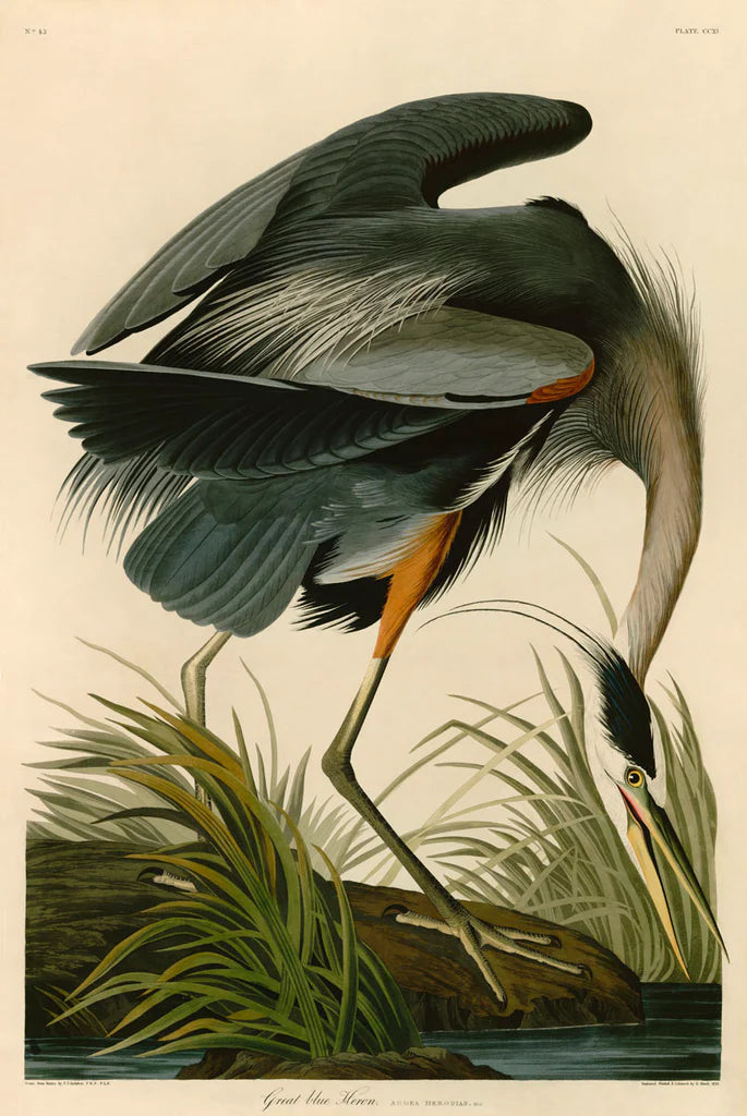Audubon Fine Art Prints - Premium Bird & Wildlife Wall Decor for Home & Office | Perfect for Nature Lovers & Interior Design