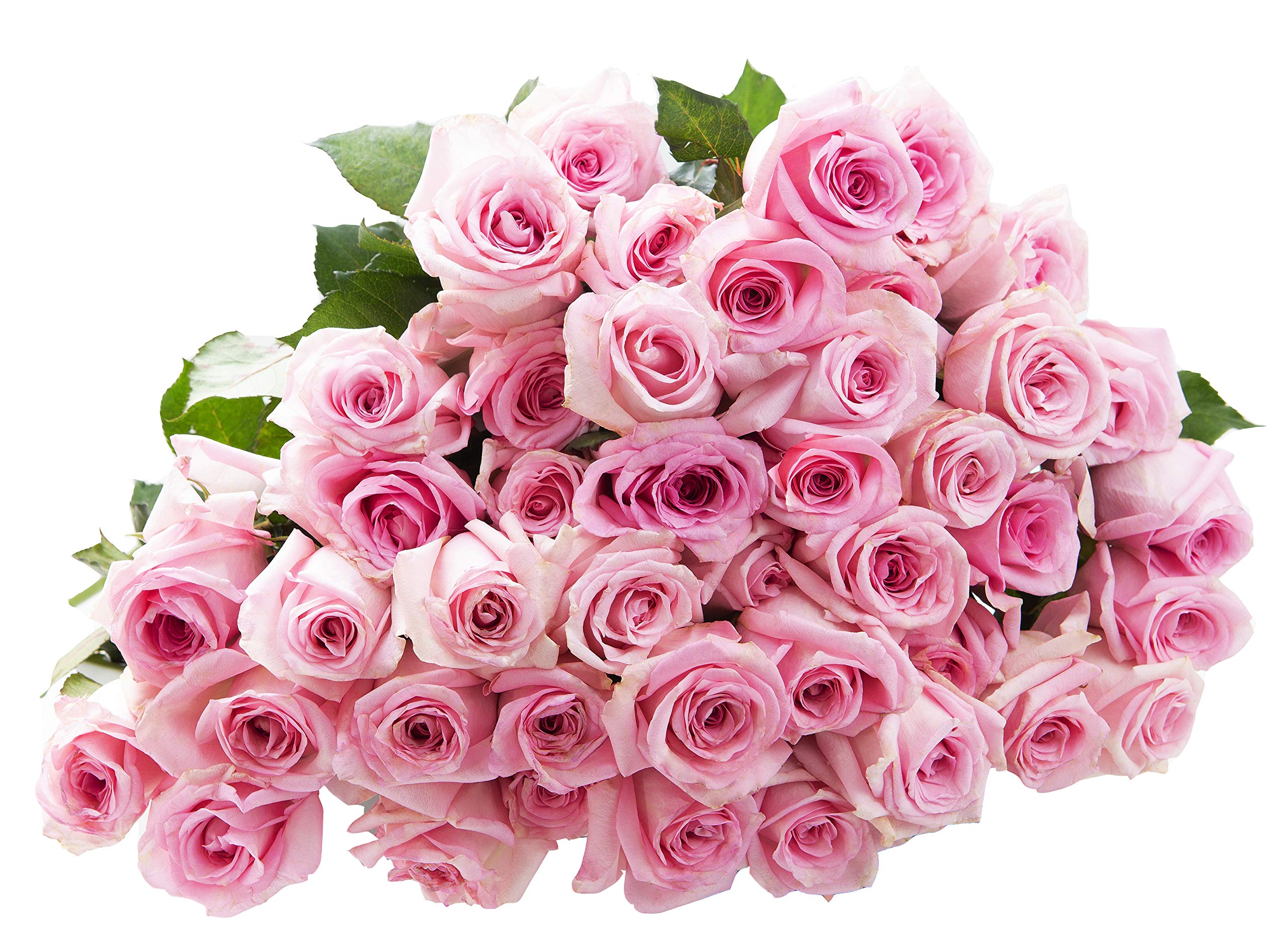 50 Pink Roses Long Stem (50cm) - Fresh Wholesale Flowers for Birthday, Anniversary, Mother's Day - Perfect Gift for Her, Romantic Decor, Wedding Bouquets & Special Occasions