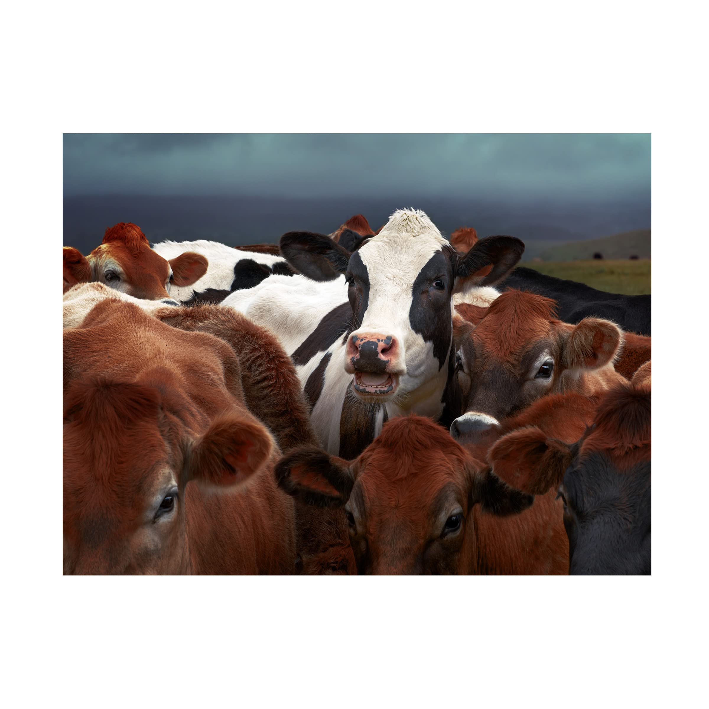 Gary Perlow 'Laughing Cow' Canvas Art Print - Modern Farmhouse Wall Decor for Living Room, Bedroom & Office - Trademark Fine Art Collection