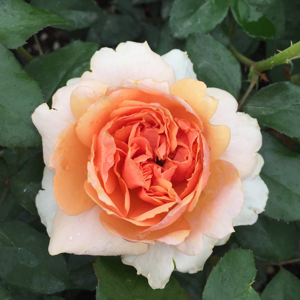 Sunbelt® Soul Sister™ Floribunda Rose Bush - Live Heirloom Roses for Outdoor Planting | Perfect for Gardens, Landscaping & Gifting