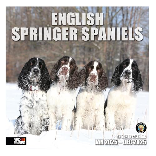 10 - English Springer Spaniels
