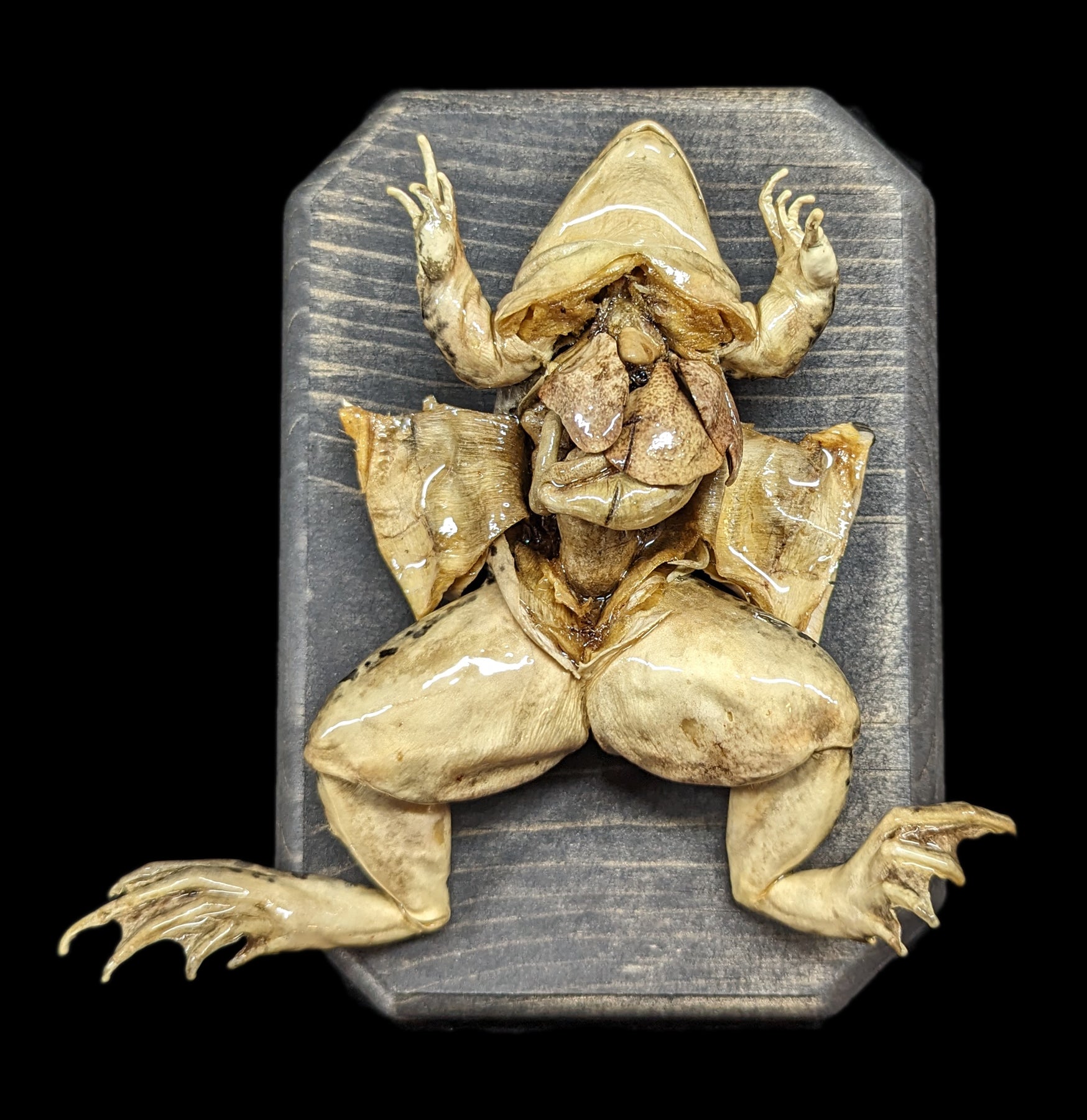 Dissected Frog Specimen - Realistic Biology Classroom Wall Mount for Science Education & Home Decor - Perfect for Labs, Schools, and Halloween Decor
