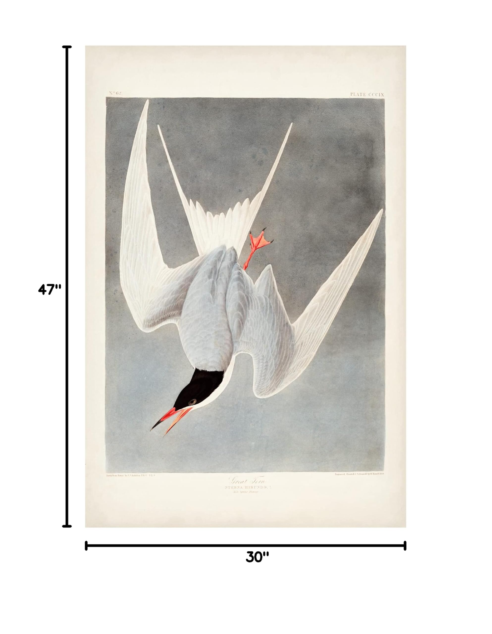 John James Audubon 'Great Tern' Canvas Wall Art Print - 30x47 Inches - Premium Wildlife Bird Painting for Living Room, Bedroom & Office Decor