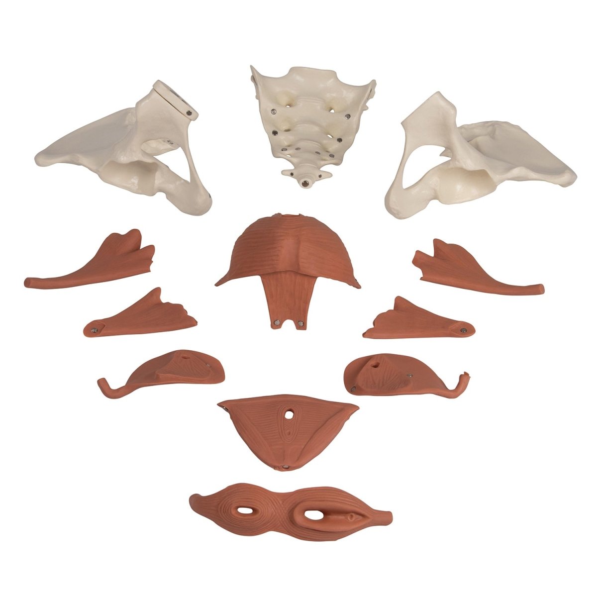 12-Part Magnetic Female Pelvic Floor Model - Anatomical Educational Tool for Medical Students & Physical Therapists - Perfect for Classroom Demonstrations & Rehabilitation Training