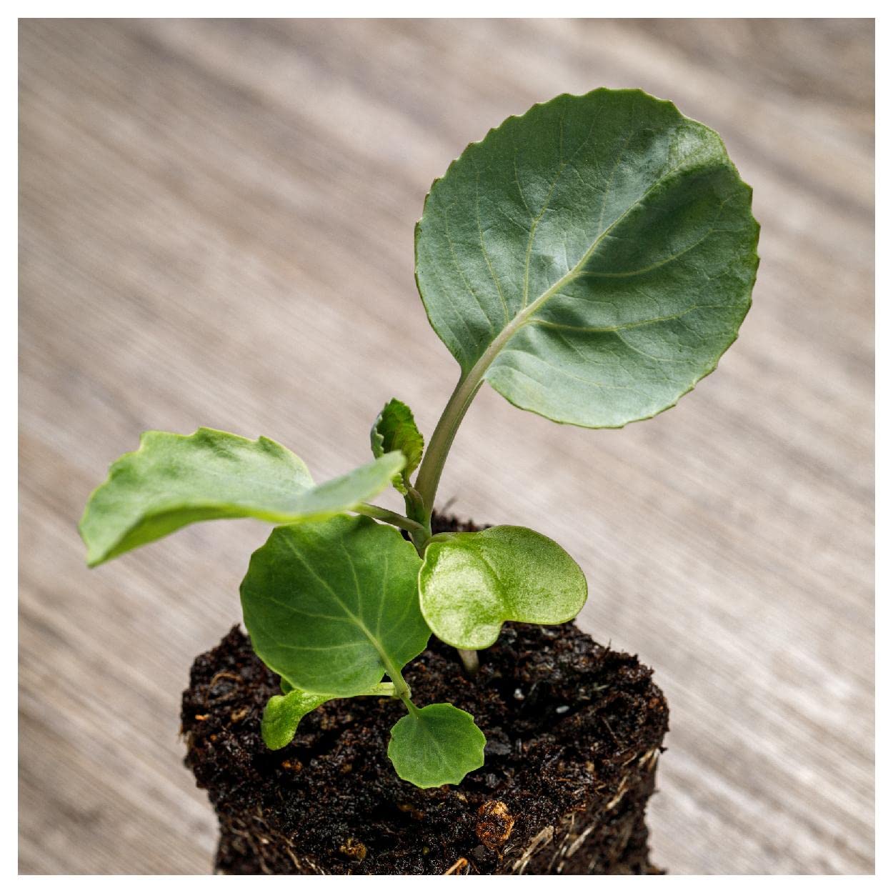 500 Copenhagen Market Early Cabbage Seeds - Non-GMO, Heirloom Vegetable Seeds for Home Garden - Perfect for Spring Planting, Fresh Salads & Fermenting Sauerkraut