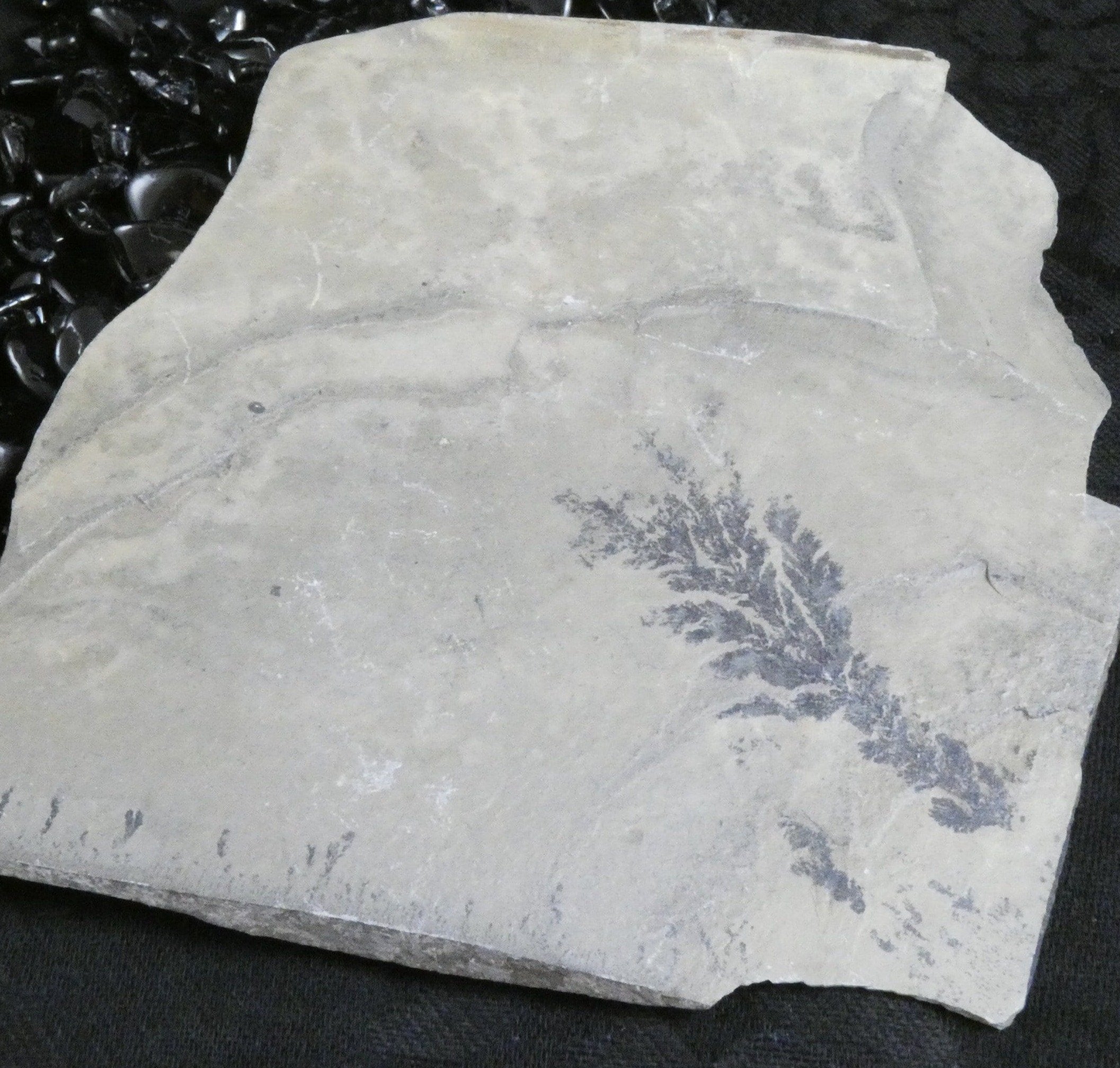 Dendrites in Matrix - Premium Quality Dendrite Crystals for Collectors & Decor | Perfect for Home Display, Science Education & Gift Giving