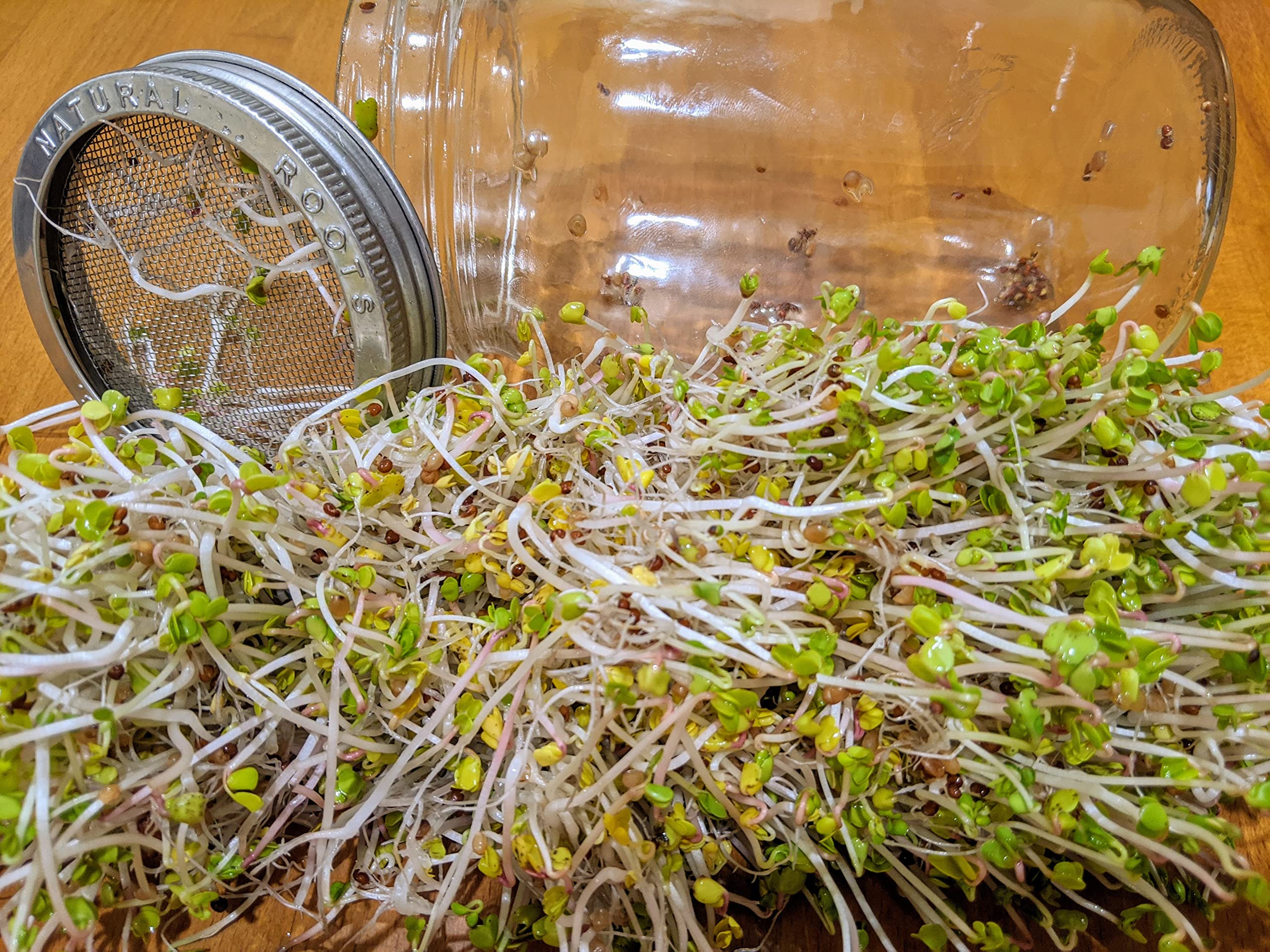 Organic Sprouting Jar Kit with 5 Non-GMO Seed Varieties - Broccoli, Alfalfa, Radish, Mung Beans & Salad Mix for 32oz Mason Jars | Perfect for Home Gardening, Healthy Snacks & Vegan Cooking