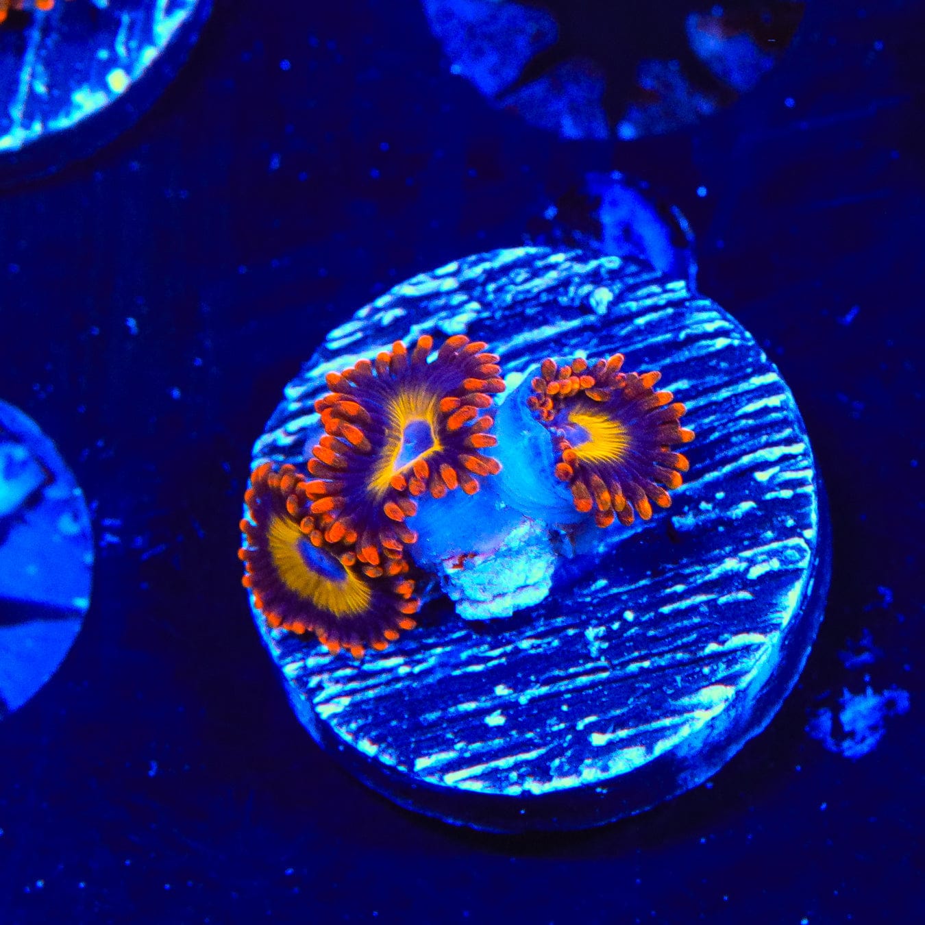 Fruit Loops Zoanthids Coral - Colorful Live Coral for Saltwater Aquariums | Perfect for Reef Tanks & Marine Aquascaping