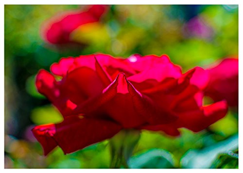 Anniversary Red Rose Fine Art Greeting Card - Blank Inside - Perfect for Couples, Romantic Gifts & Special Occasions