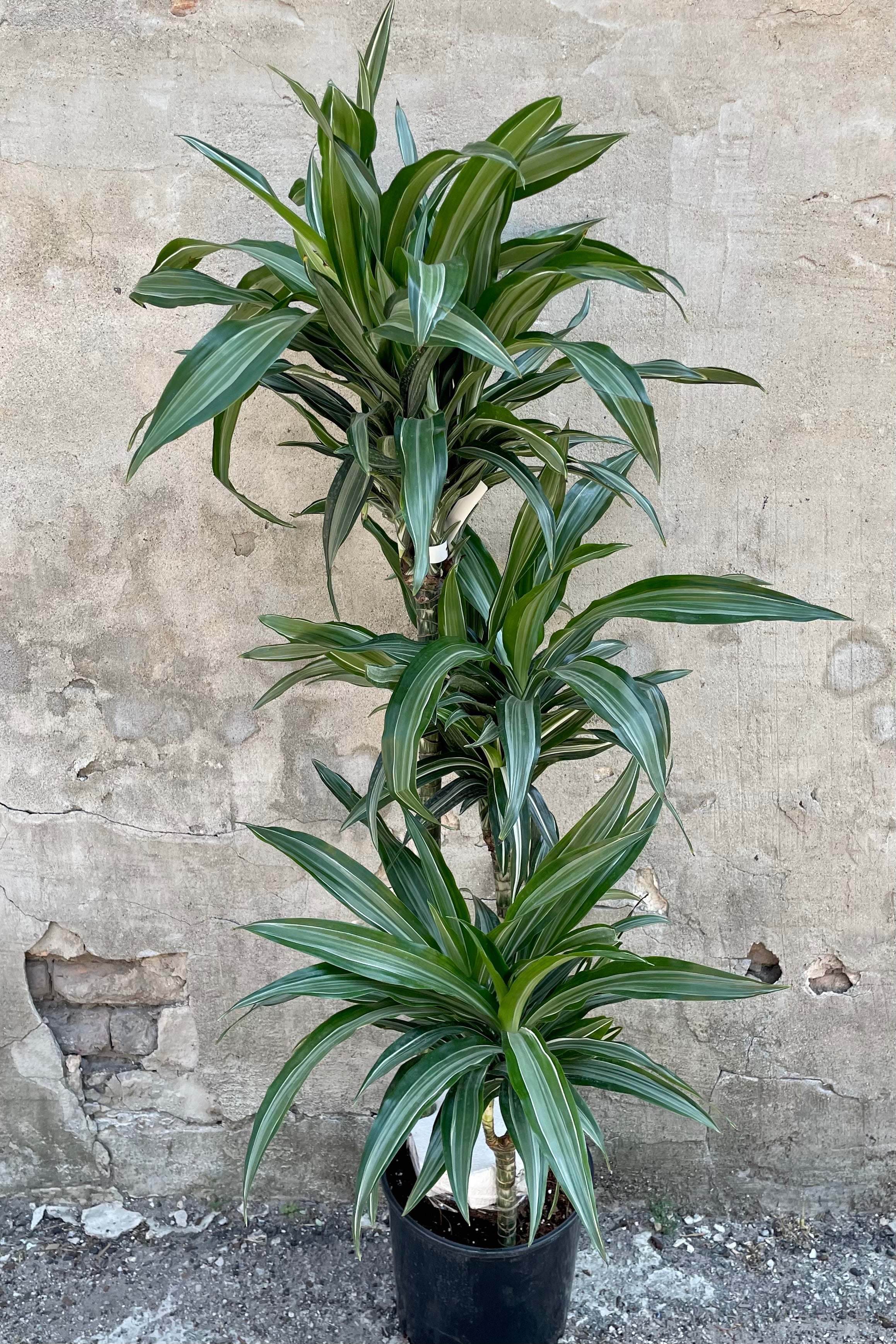 Dracaena 'Ulises' Staggered Cane 10