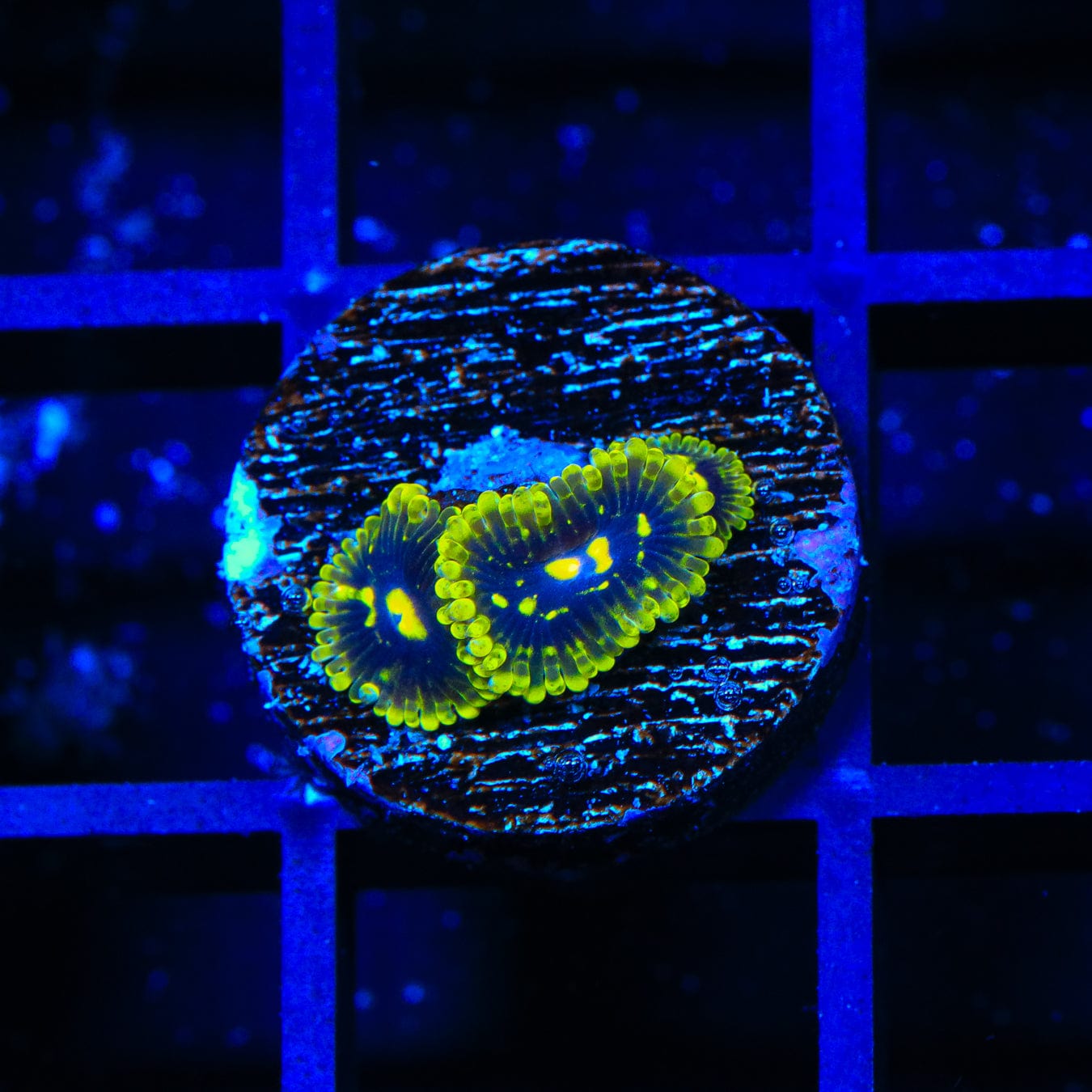Exosphere Zoanthids Coral - Vibrant Saltwater Coral for Reef Aquariums | Perfect for Marine Tanks & Coral Displays