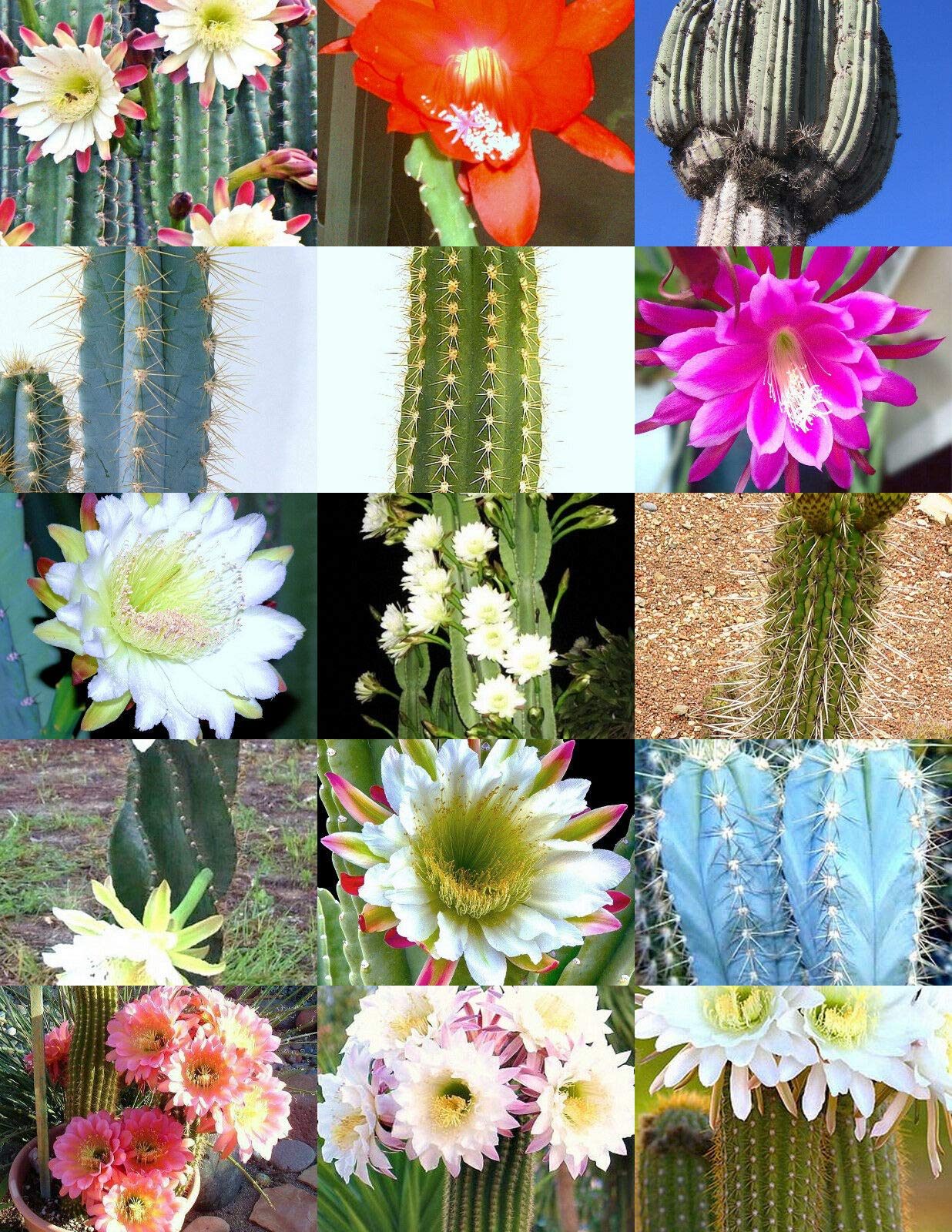 Rare Cereus Cactus Mix Seeds - Exotic Night Blooming Desert Succulent Plants for Garden (20 Seeds) | Perfect for Xeriscaping, Rock Gardens & Indoor Decor