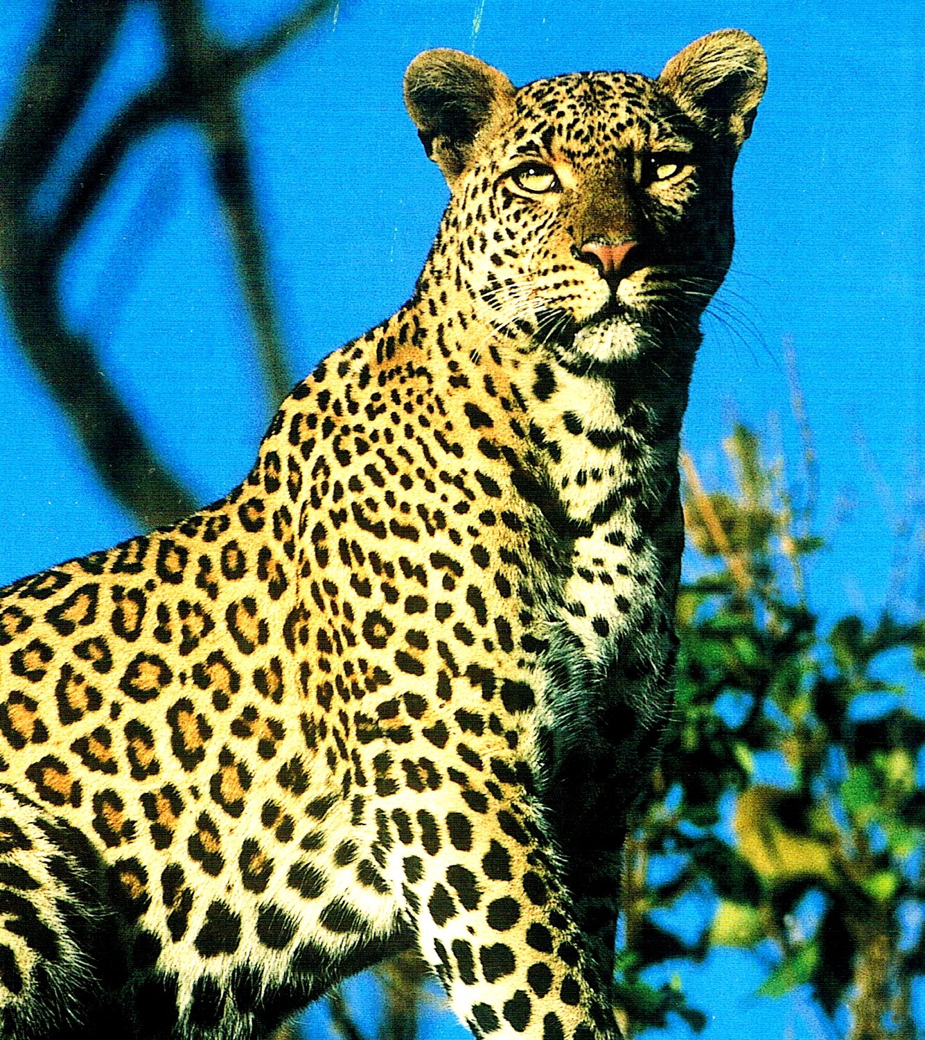 The Big Cat Diary: A Year in the Masai Mara - Wildlife Documentary DVD - Perfect for Nature Lovers & Safari Enthusiasts