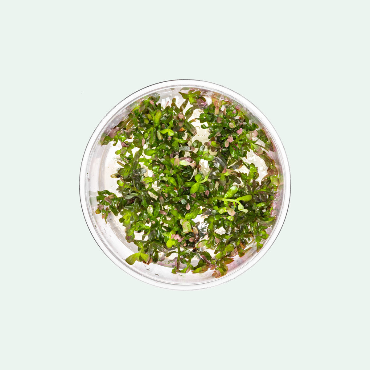 Rotala Blood Red Aquatic Plant - Premium Live Aquarium Plant for Fish Tanks, Ponds & Aquascaping | Perfect for Freshwater Planted Tanks & Aquarium Decoration