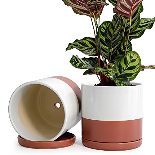 White/Terracotta