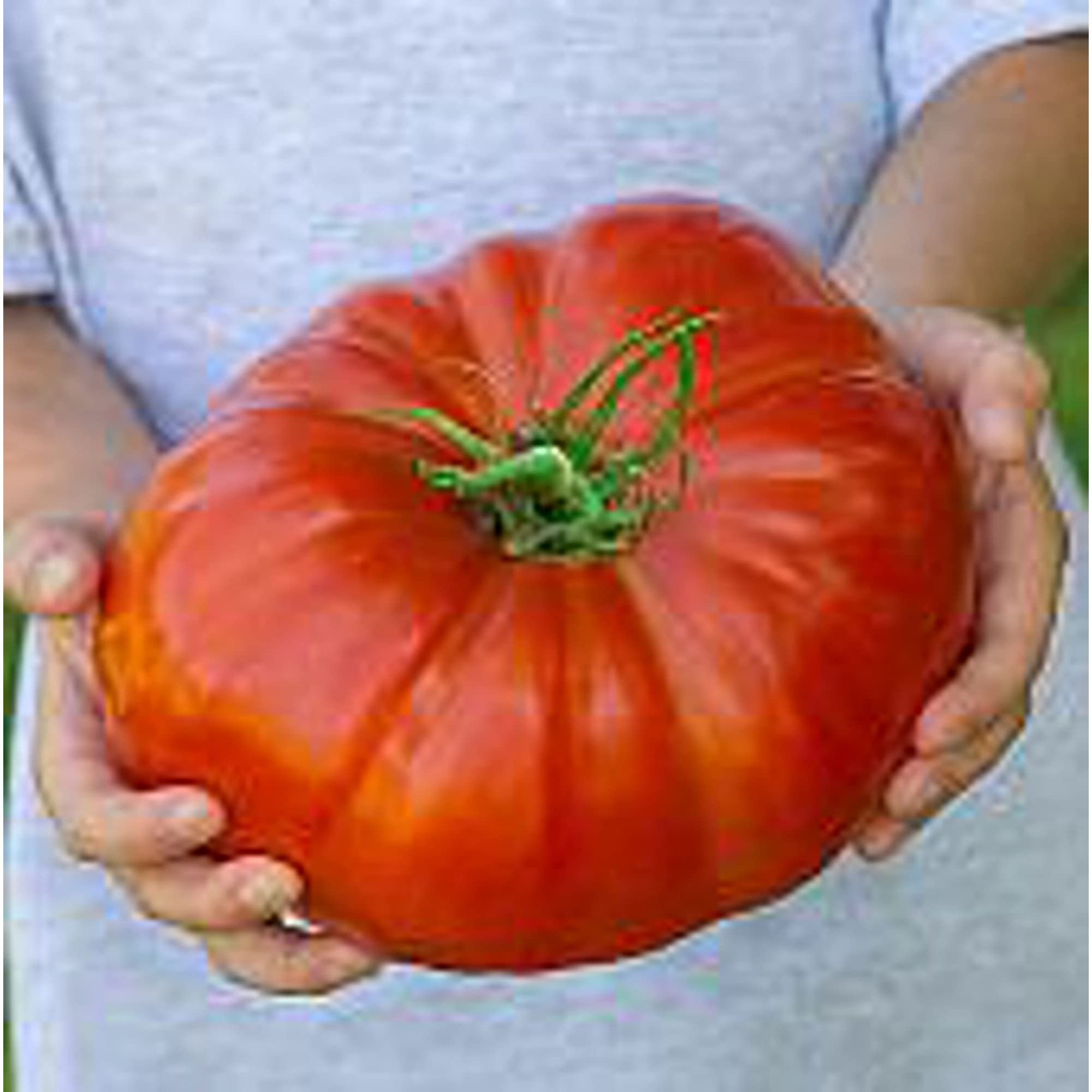 Organic Steakhouse Tomato Seeds (20+ Seeds) - Non-GMO Heirloom Variety for Home Garden, Greenhouse & Container Planting | Fresh Salad, Sauce & Canning Tomatoes