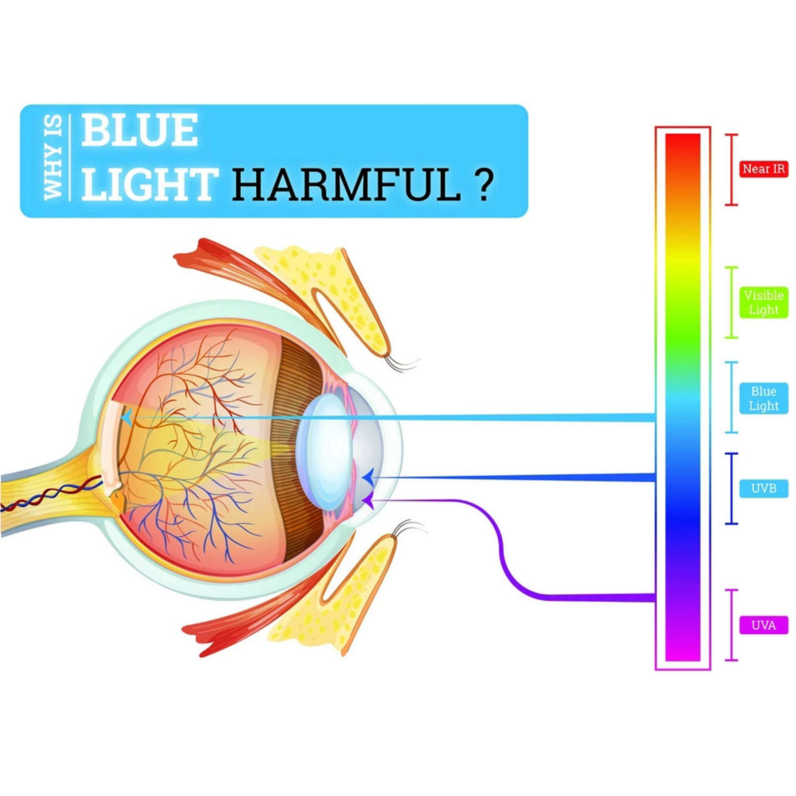 Bifocal Reading Glasses for Men - Round Lens Blue Light Blocking Computer Glasses with Anti Glare Coating to Reduce Eye Strain (Includes Protective Case) - Perfect for Office Work, Gaming & Screen Time