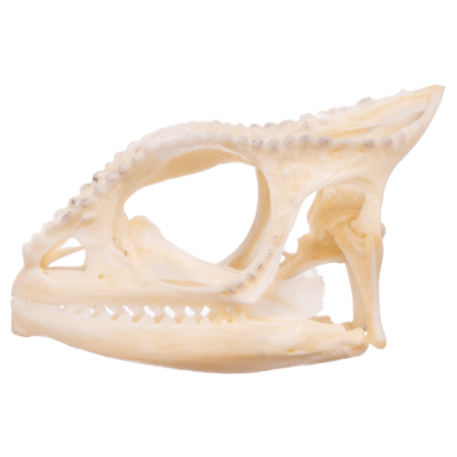 Authentic Panther Chameleon Skull Specimen - Rare Reptile Bone Collectible for Science Education & Home Decor
