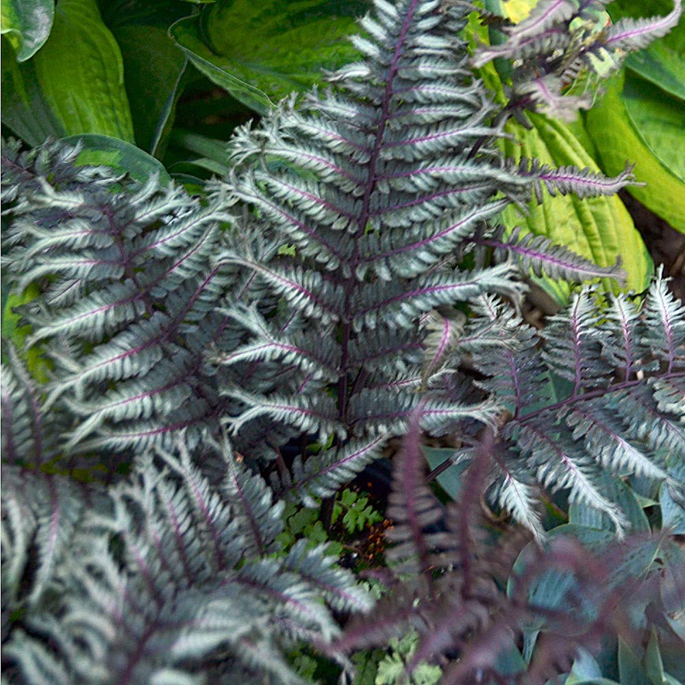 Crested Surf Japanese Painted Fern - Athyrium Niponicum - Hardy Perennial Shade Plant - Proven Winners Gallon Pot - Perfect for Woodland Gardens & Shaded Landscapes
