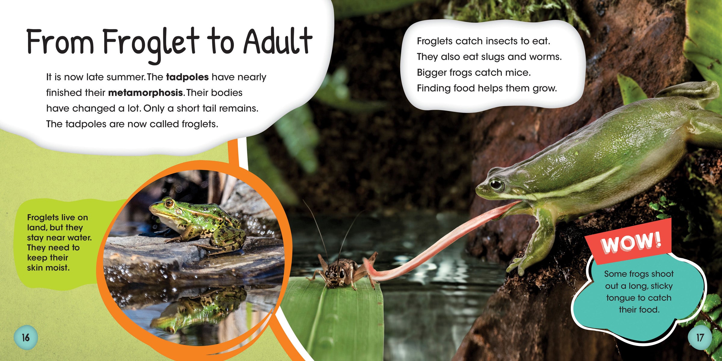 Frog Life Cycle Kit - Educational Science Toy for Kids | Perfect for Classroom, Homeschool & Nature Study