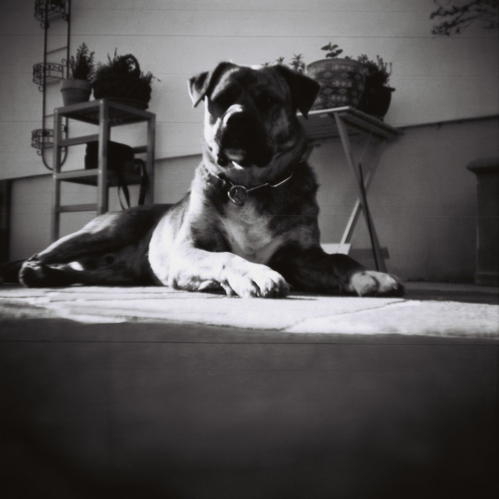 Lomography Earl Grey 100 Black and White 35mm Film Roll - ISO 100, 36 Exposures, 3 Pack for Classic Street & Portrait Photography