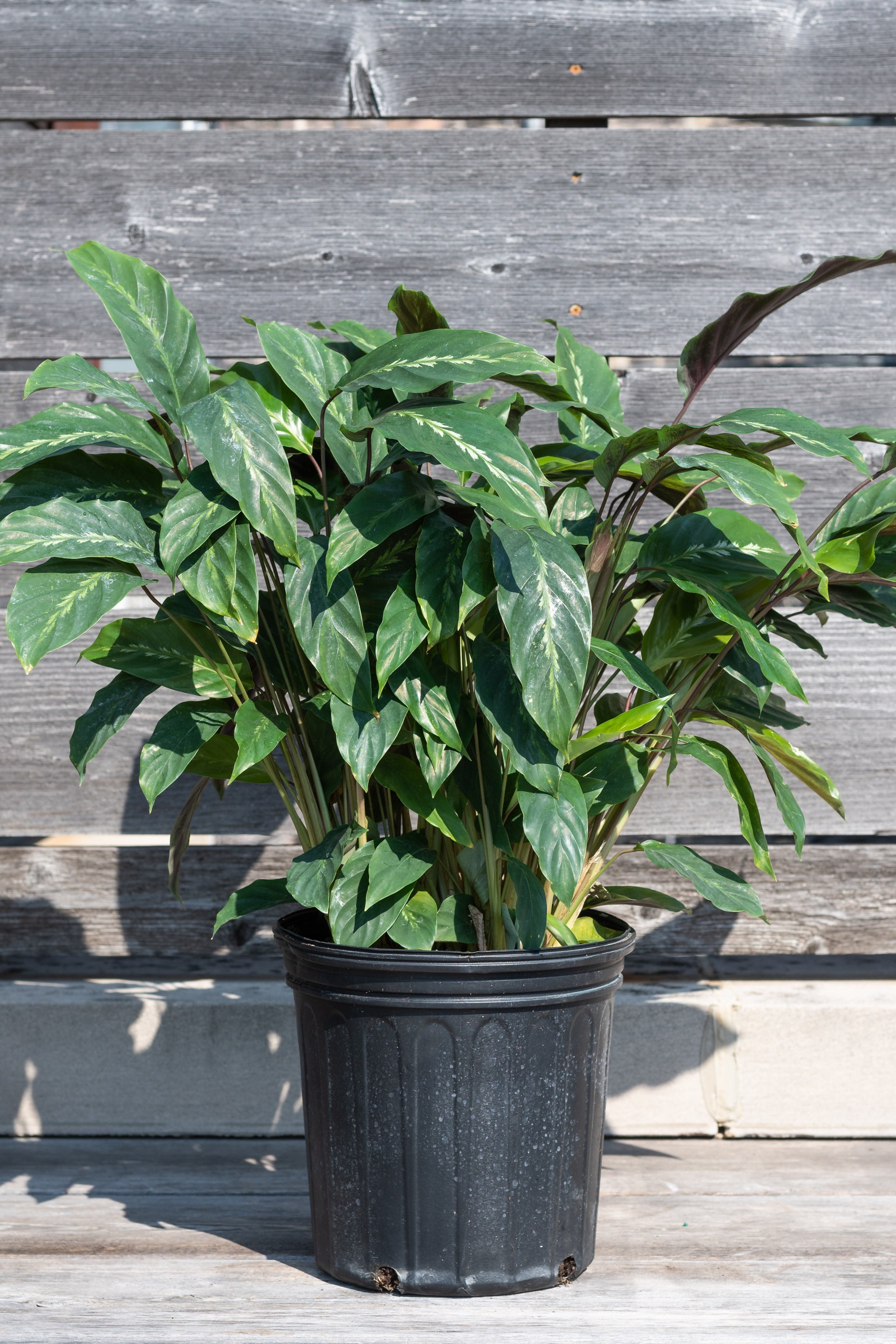 Calathea 'Maui Queen' 8 Inch Live Plant - Prayer Plant with Stunning Variegated Leaves | Perfect for Home Decor, Office & Indoor Gardening