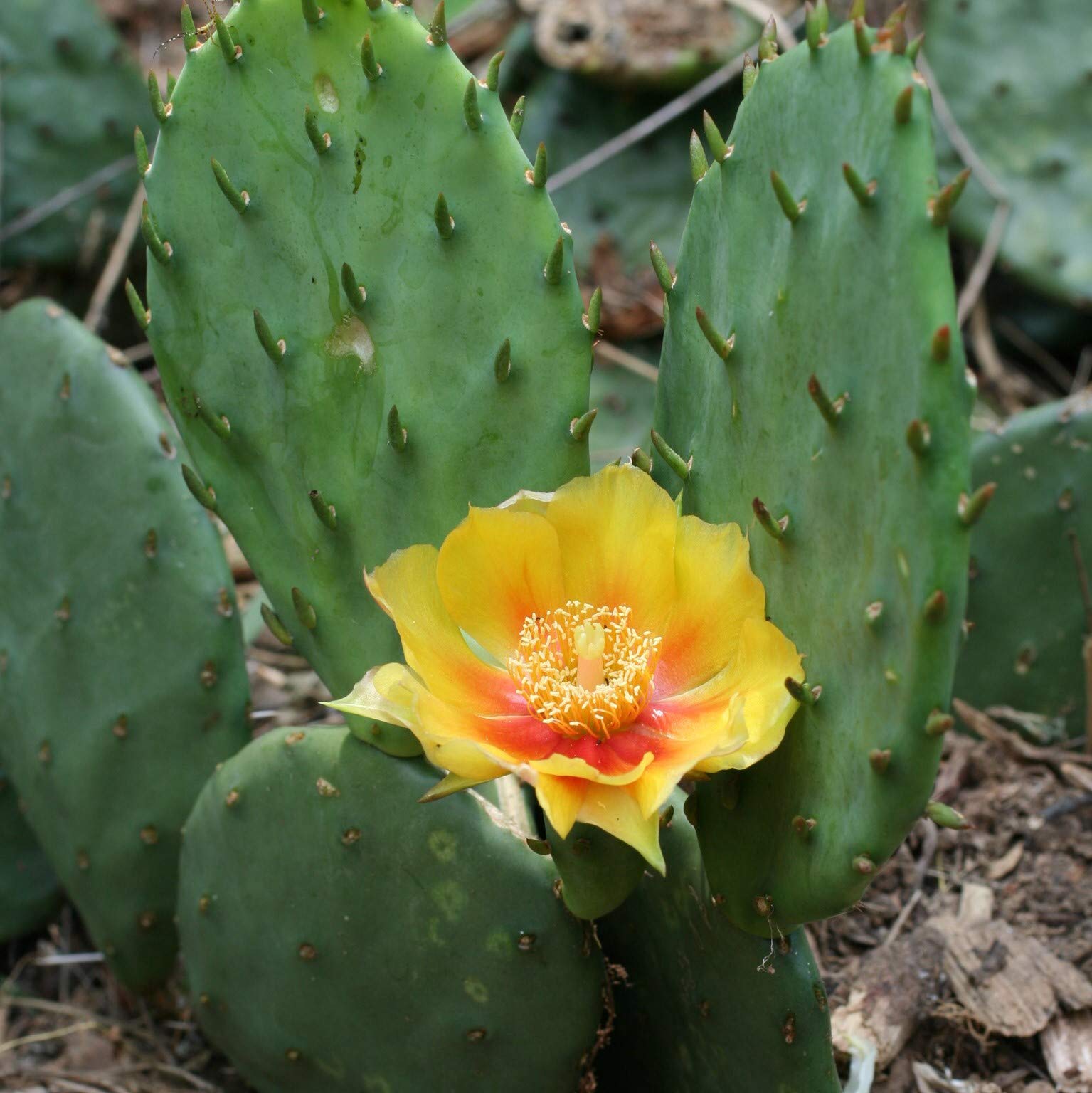 Palm Beach Medicinal Herbs - Eastern Prickly Pear Cactus Seeds (Opuntia humifusa) - Pack of 5 for Home Gardening & Natural Remedies | Drought-Resistant Succulent Plants for Arid Landscaping